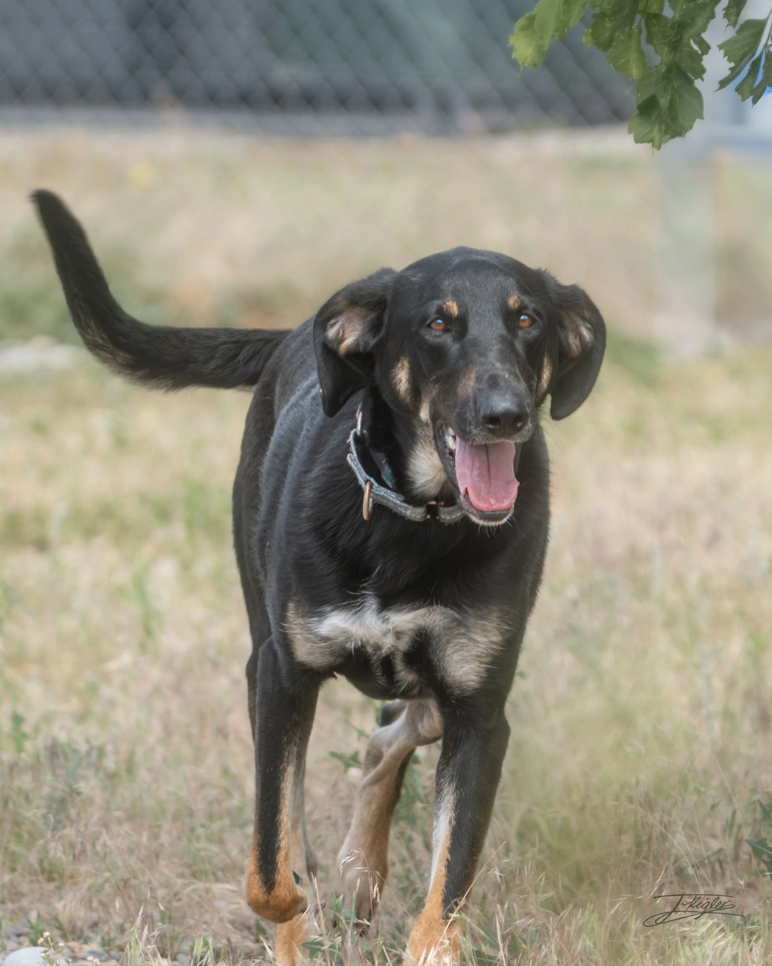 A black and tan dog is running outdoors on a grassy field, with a chain-link fence and some leaves in the background.