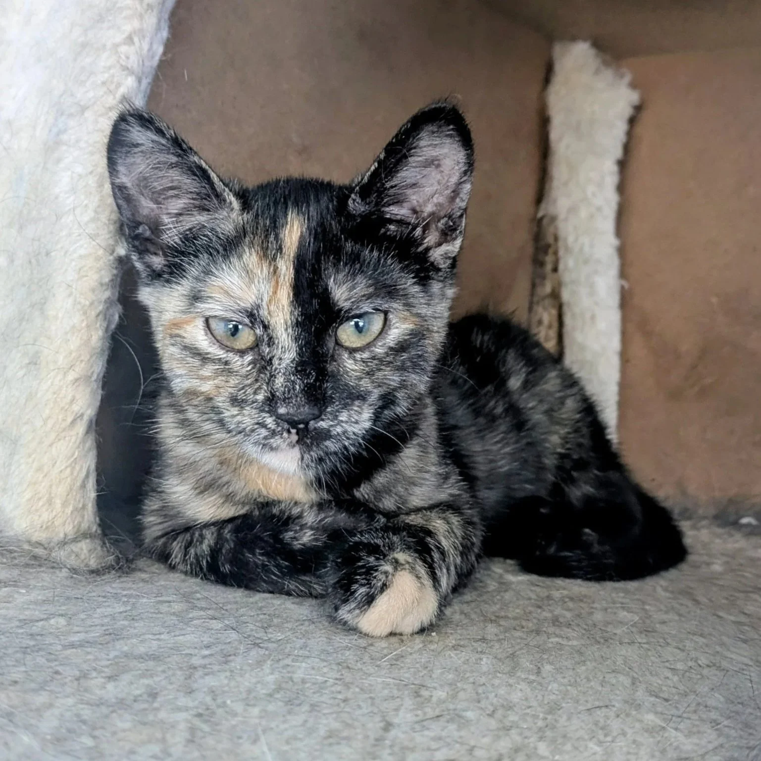 A tortoiseshell kitten lying on a gray surface, with its head resting against a beige vertical surface, and a rounded beige scratching post in the background.