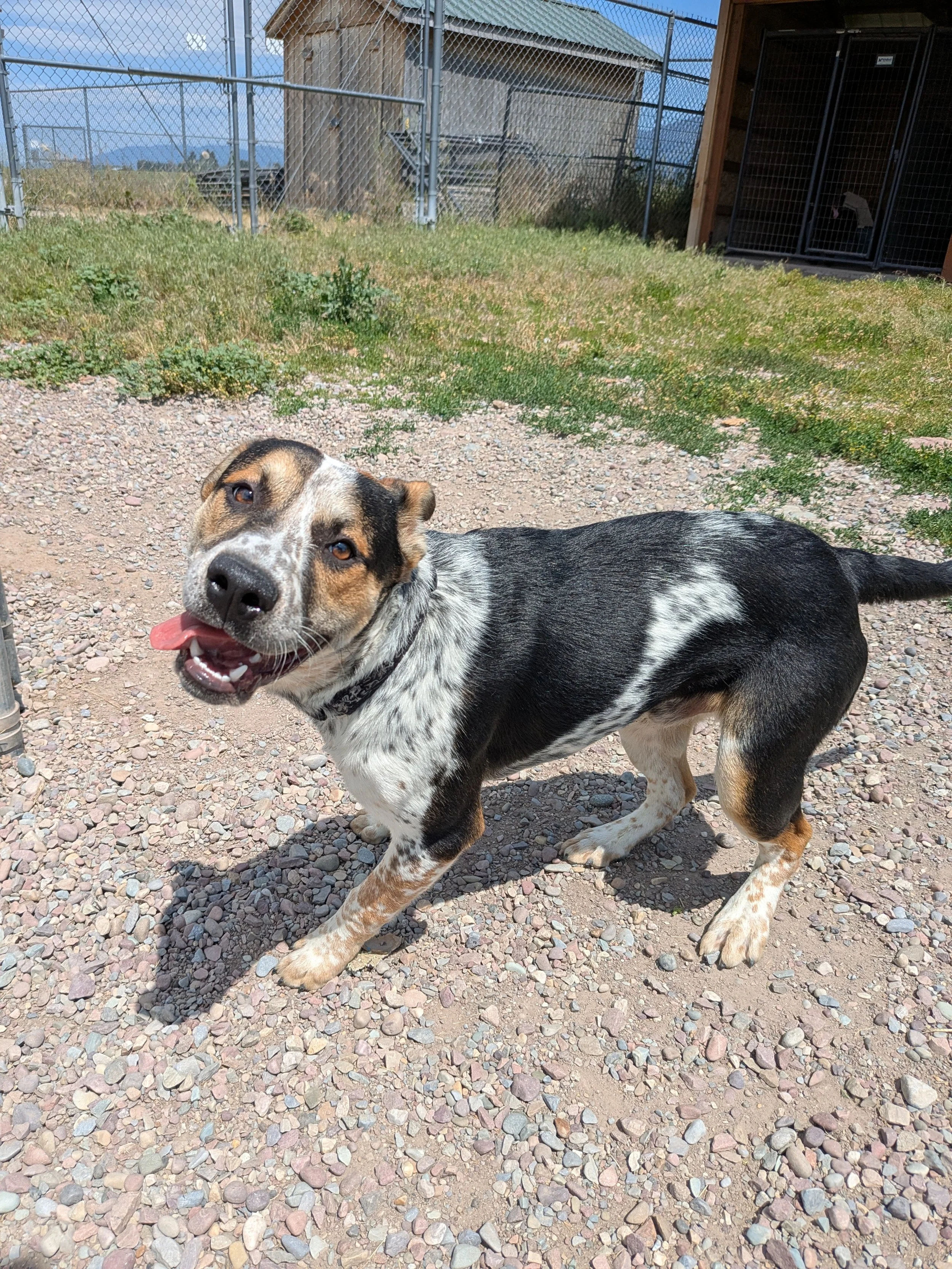A happy dog with a colorful coat, standing outdoors on a gravel surface, with a kennel and fenced area in the background under a partly cloudy sky.