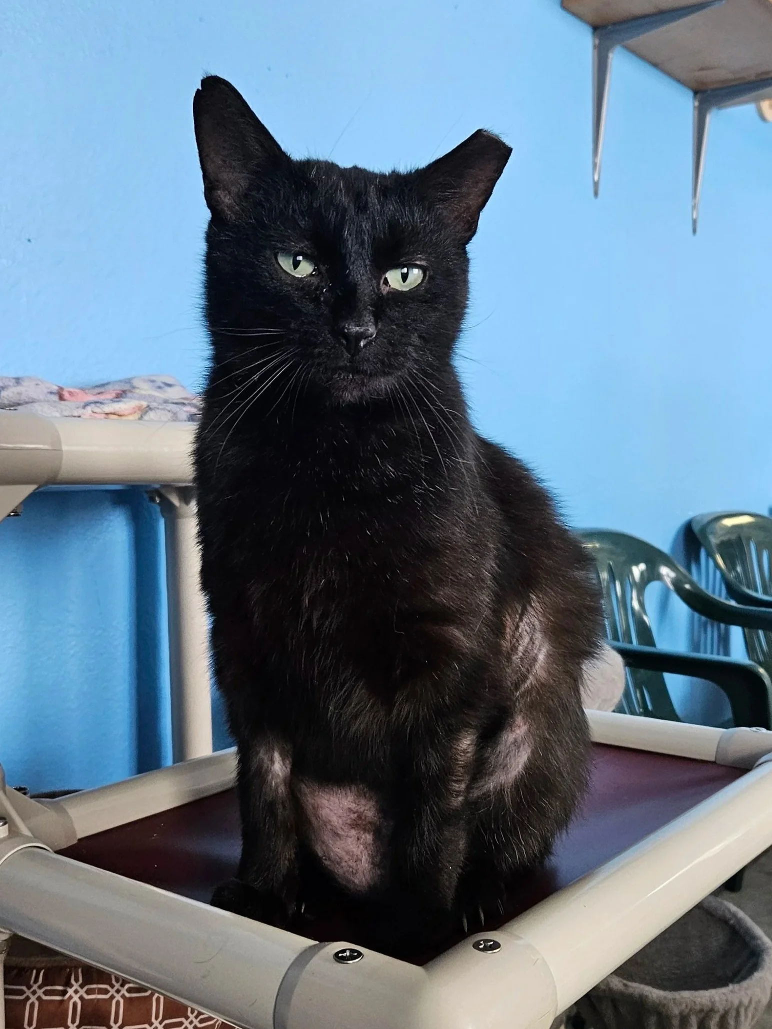 A black cat with green eyes sitting on a flat surface, with a blue wall in the background and metal chairs nearby.