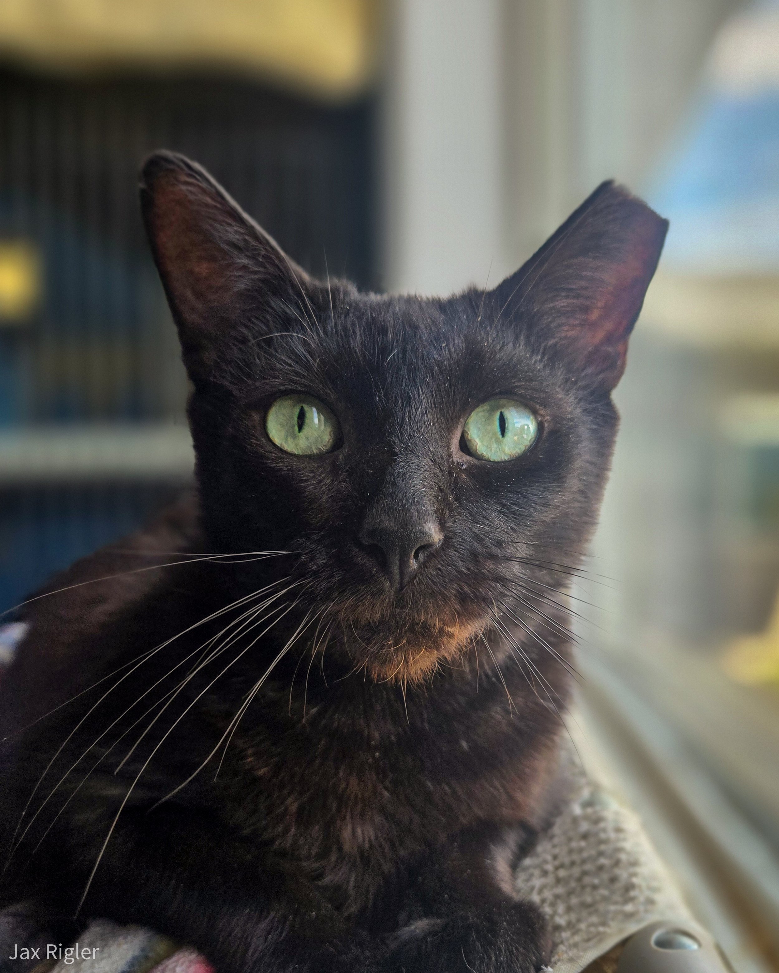 Close-up of a black cat with green eyes, looking directly at the camera.