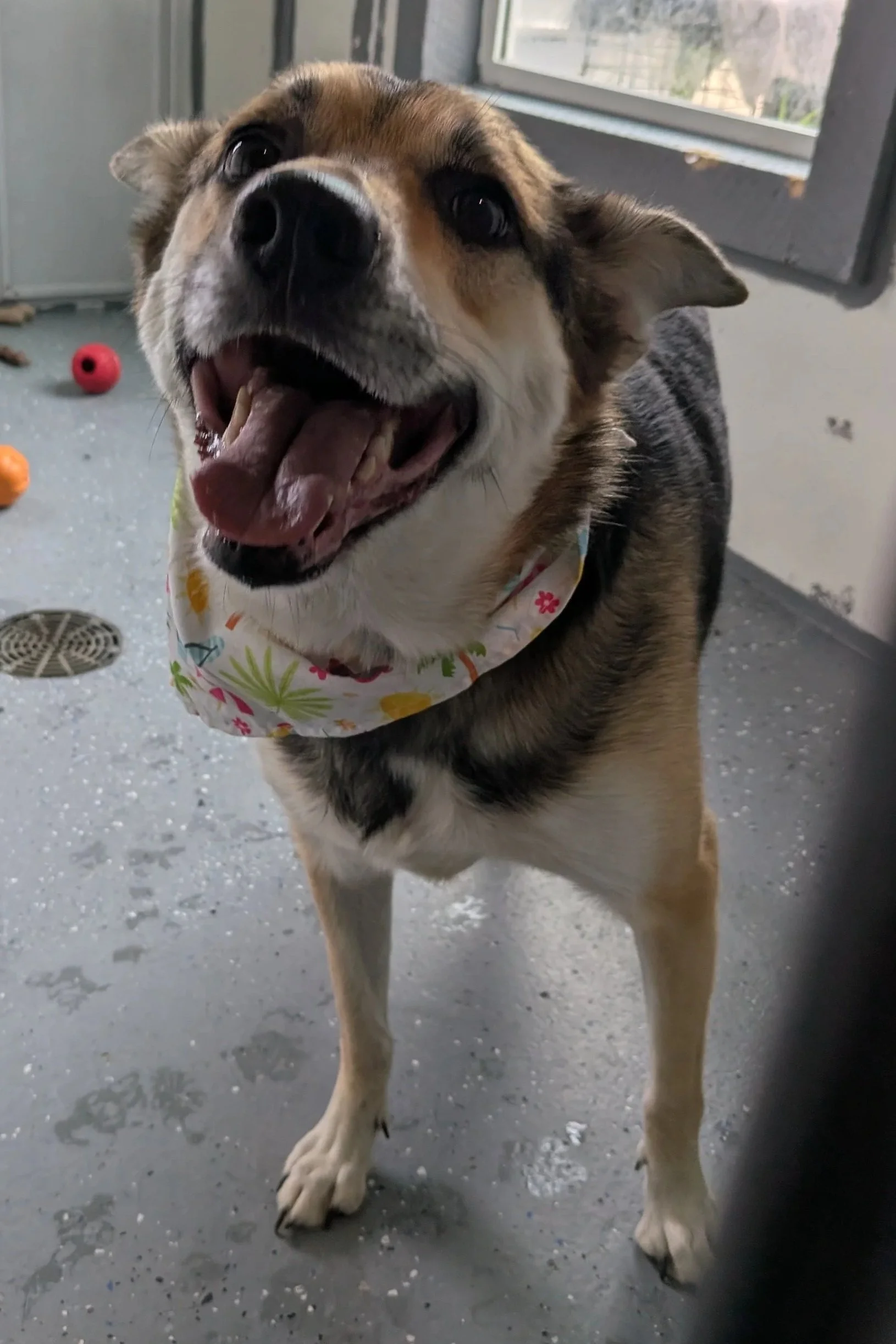 Happy dog with a colorful bandana around its neck, standing on a speckled gray floor near a door and window.