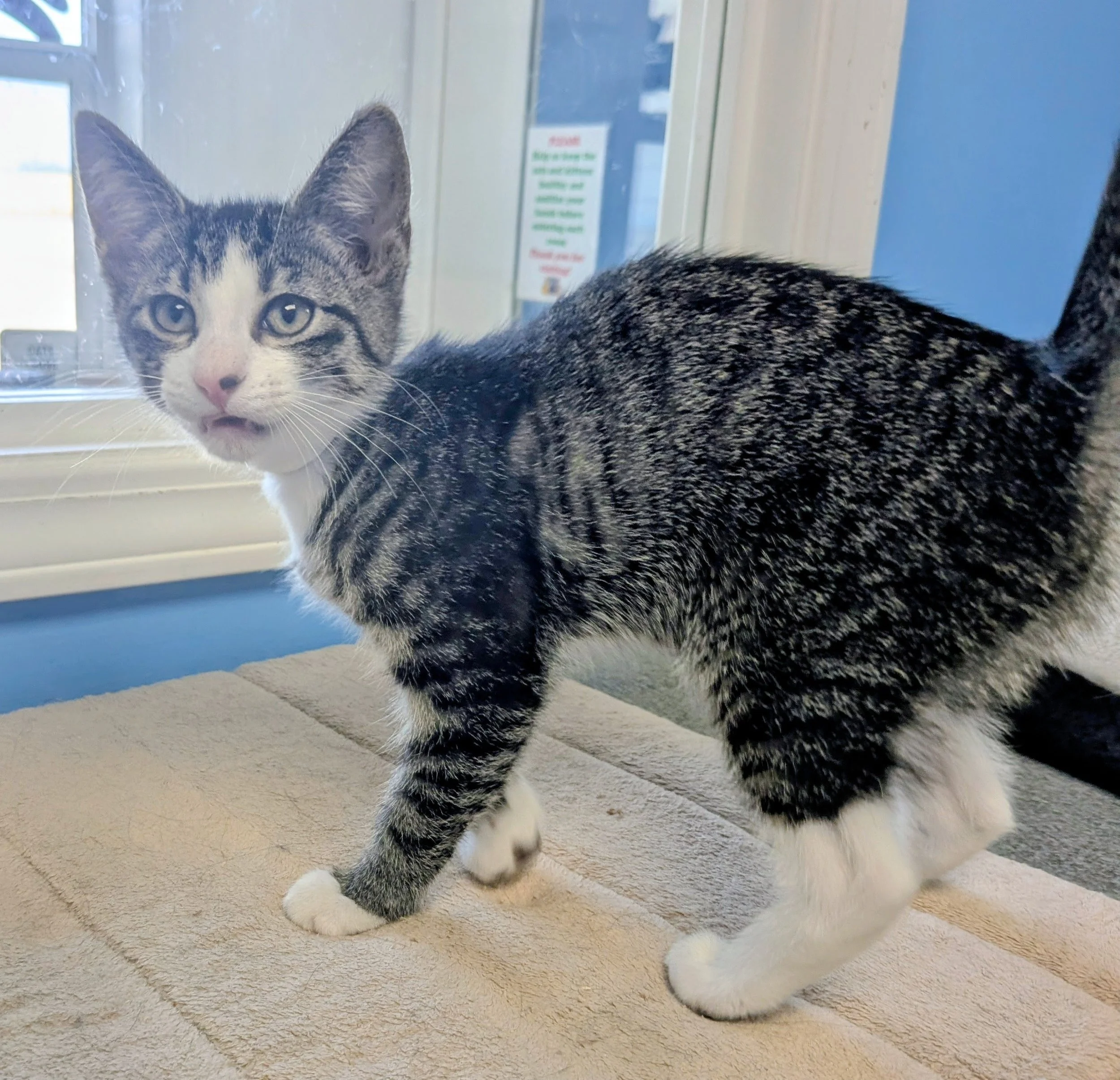 A young gray and white tabby kitten with striking blue eyes sitting on a beige carpet near a window with a blue wall in the background.