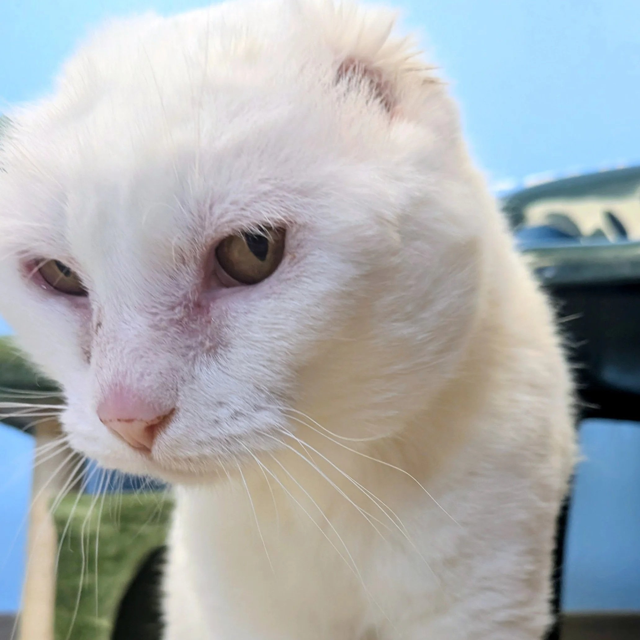 Close-up of a white cat's face, showing its left eye, pink nose, and white whiskers, with a blurred background.