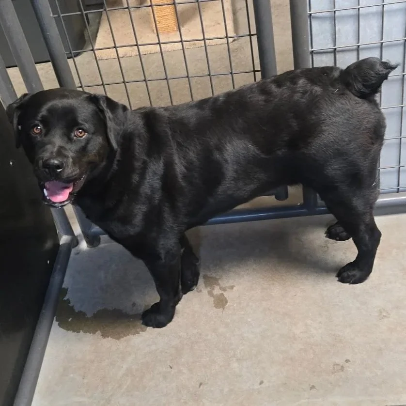 Black dog with a shiny coat standing inside a metal kennel, looking at the camera with tongue out, in an indoor shelter area.