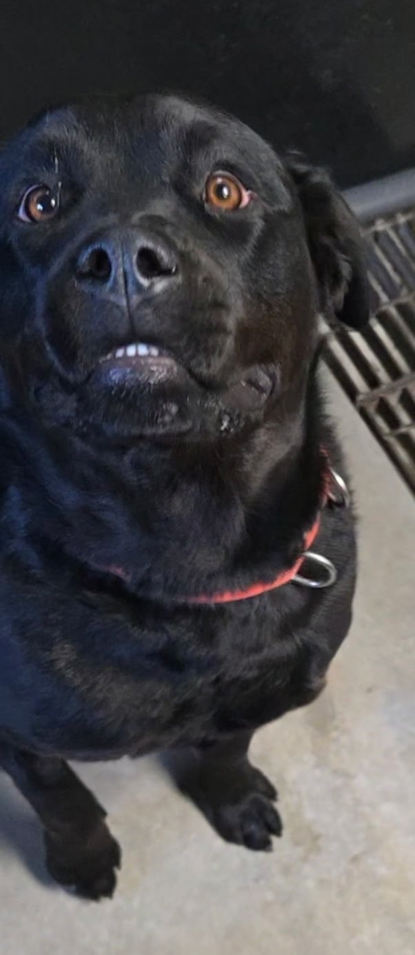 A black dog with caramel eyes and a red collar looking up at the camera, with an anxious or surprised expression.