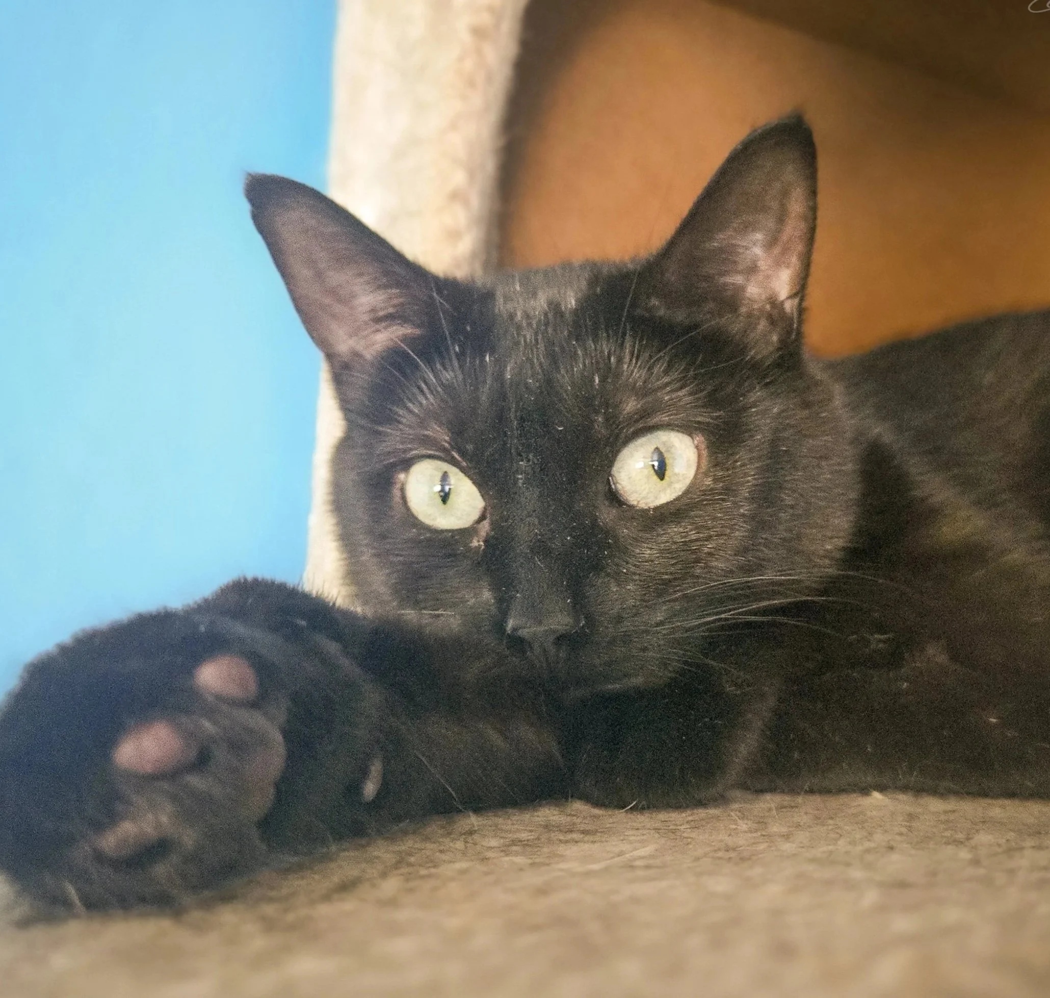 Close-up of a black cat with yellow-green eyes, looking directly at the camera, with a background of sandy ground and a blue sky.
