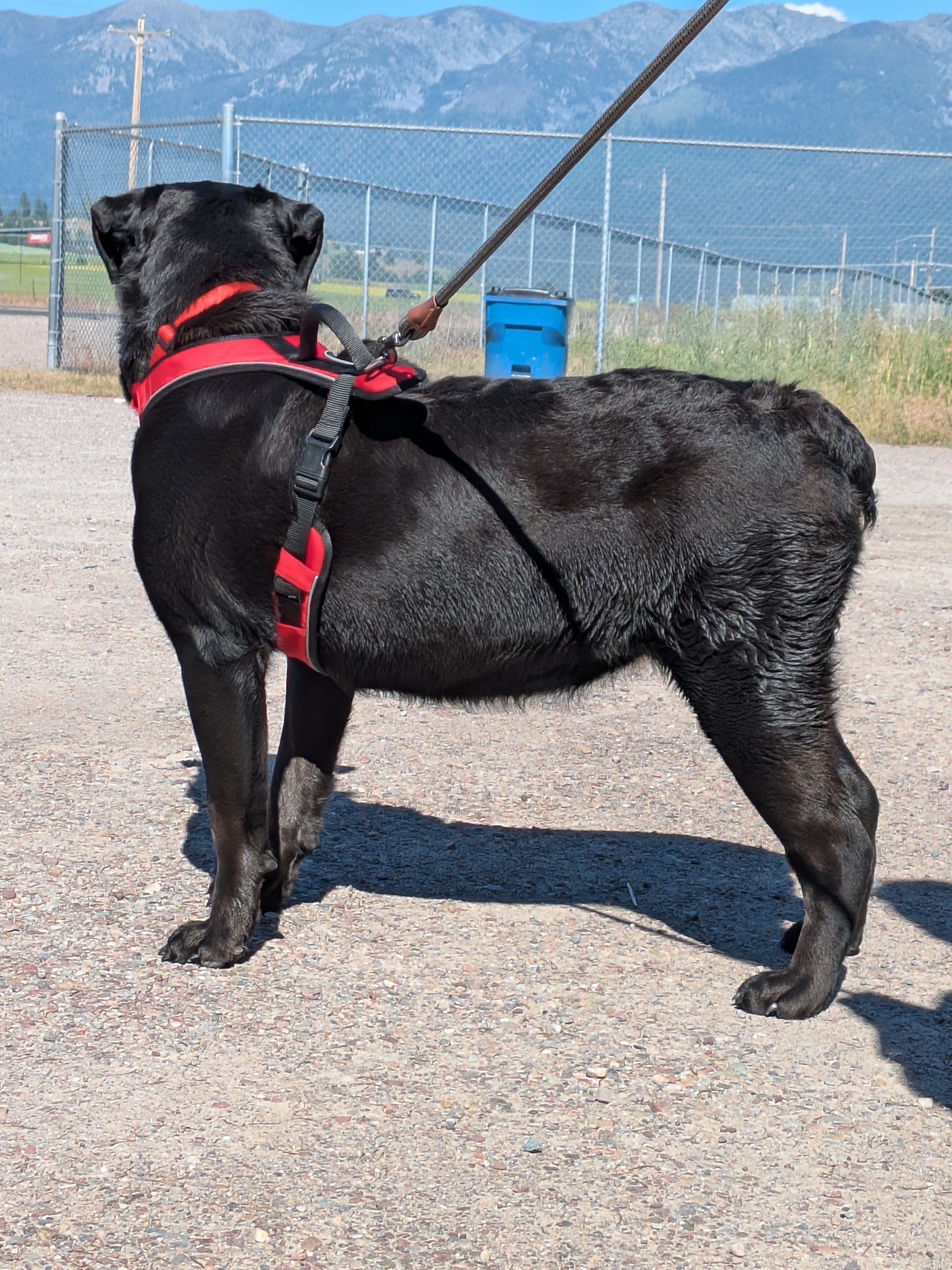 A black Labrador retriever dog wearing a red harness and leash standing outdoors on a gravel surface with a chain-link fence, a blue trash bin, and mountain scenery in the background.