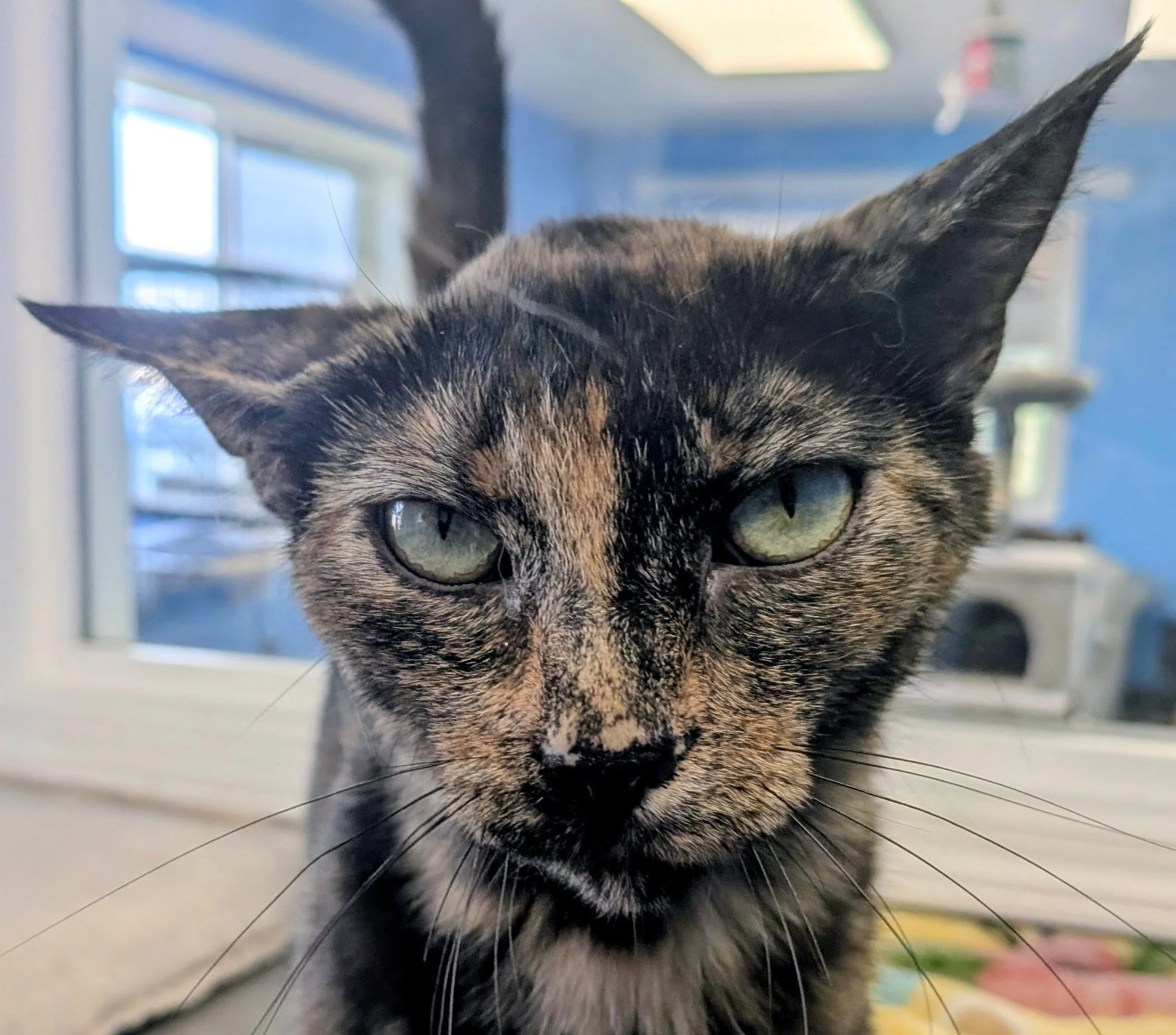 Close-up of a domestic cat's face with green eyes, black and brown fur, and long whiskers, against a blurred indoor background.