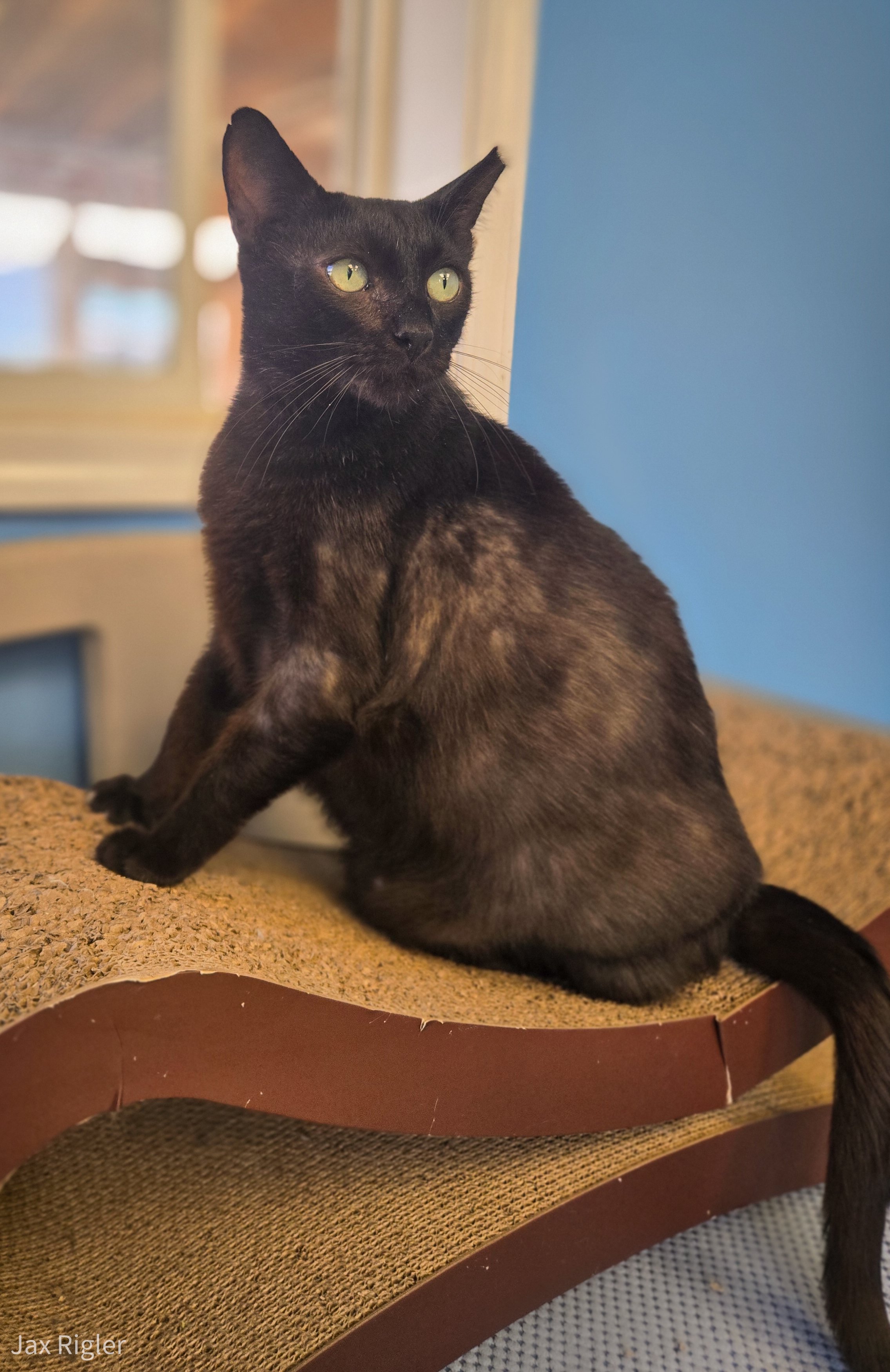 A black cat with yellow-green eyes sitting on a cat scratcher with a beige surface and a brown border, indoors near a blue wall and a window.
