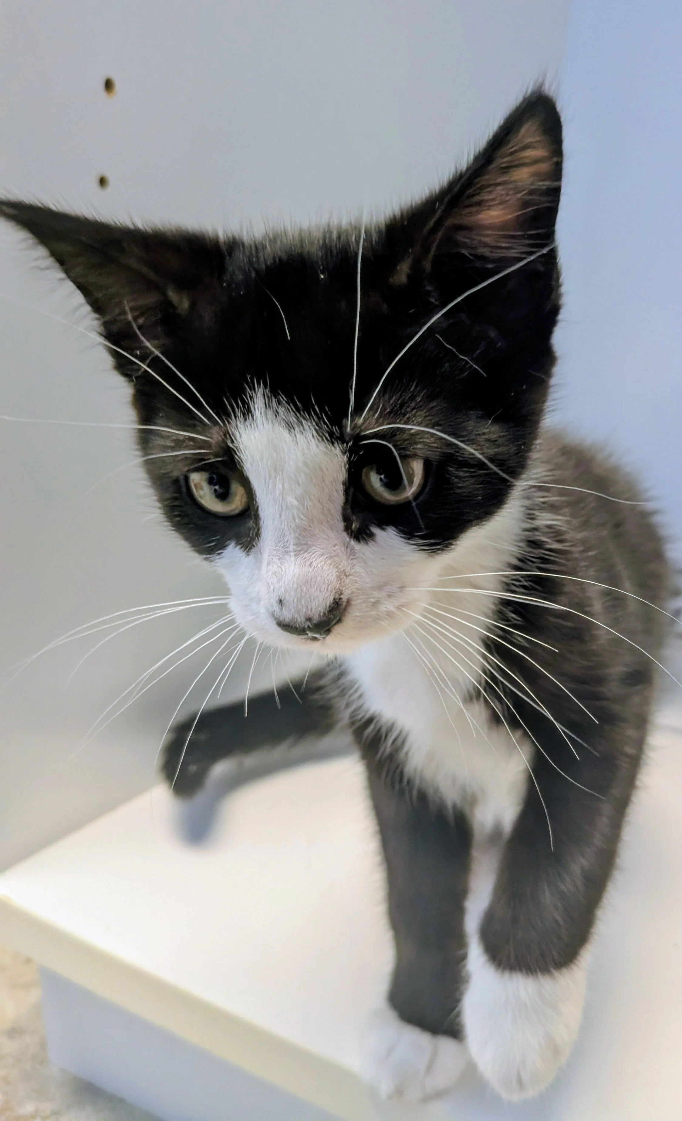 A black and white kitten standing on a white surface, looking downward with its front paws on the edge. The background is plain and the kitten's eyes are wide open.