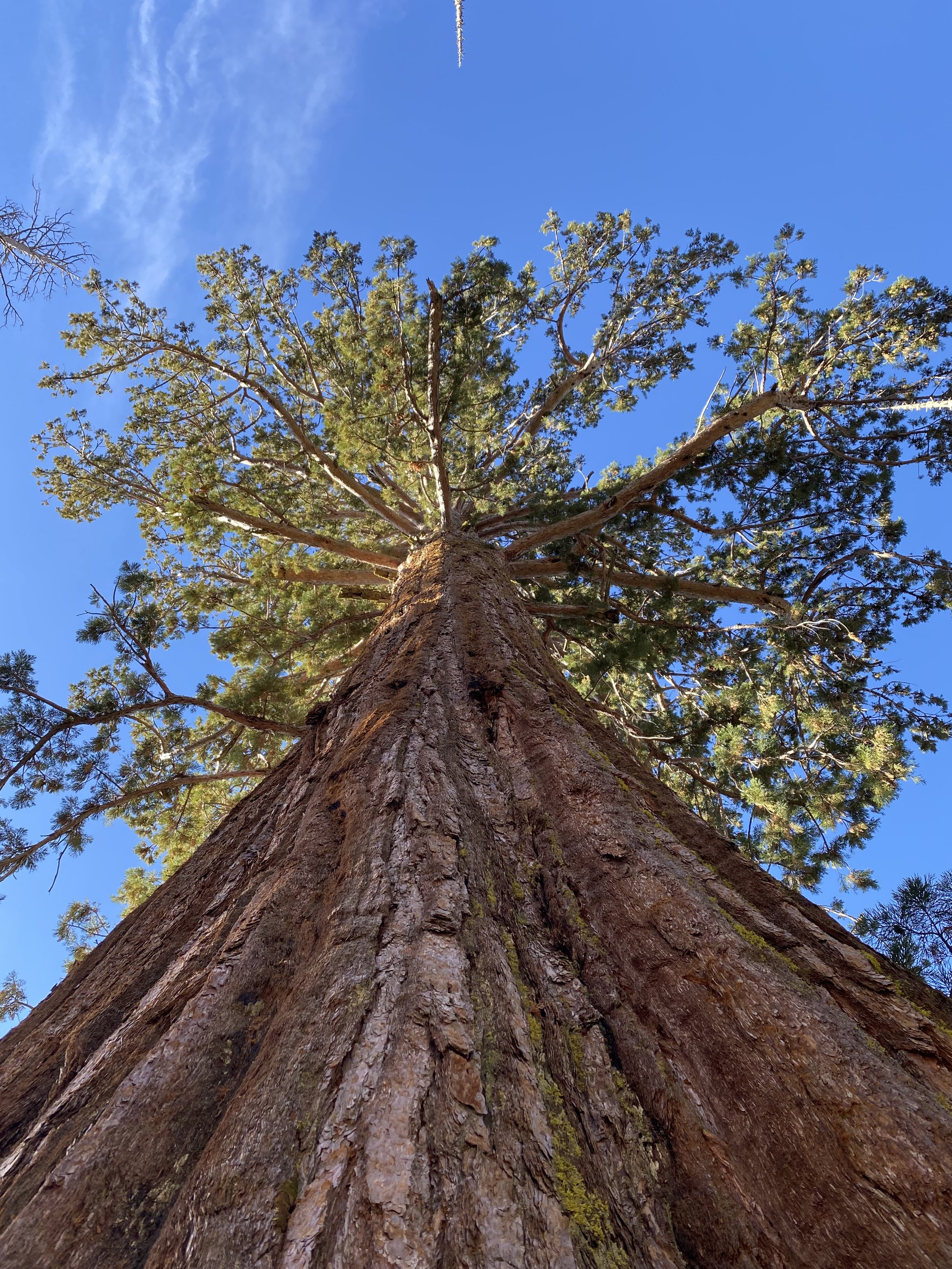 Giant Sequoia in the Mariposa Grove of Giant Sequoias