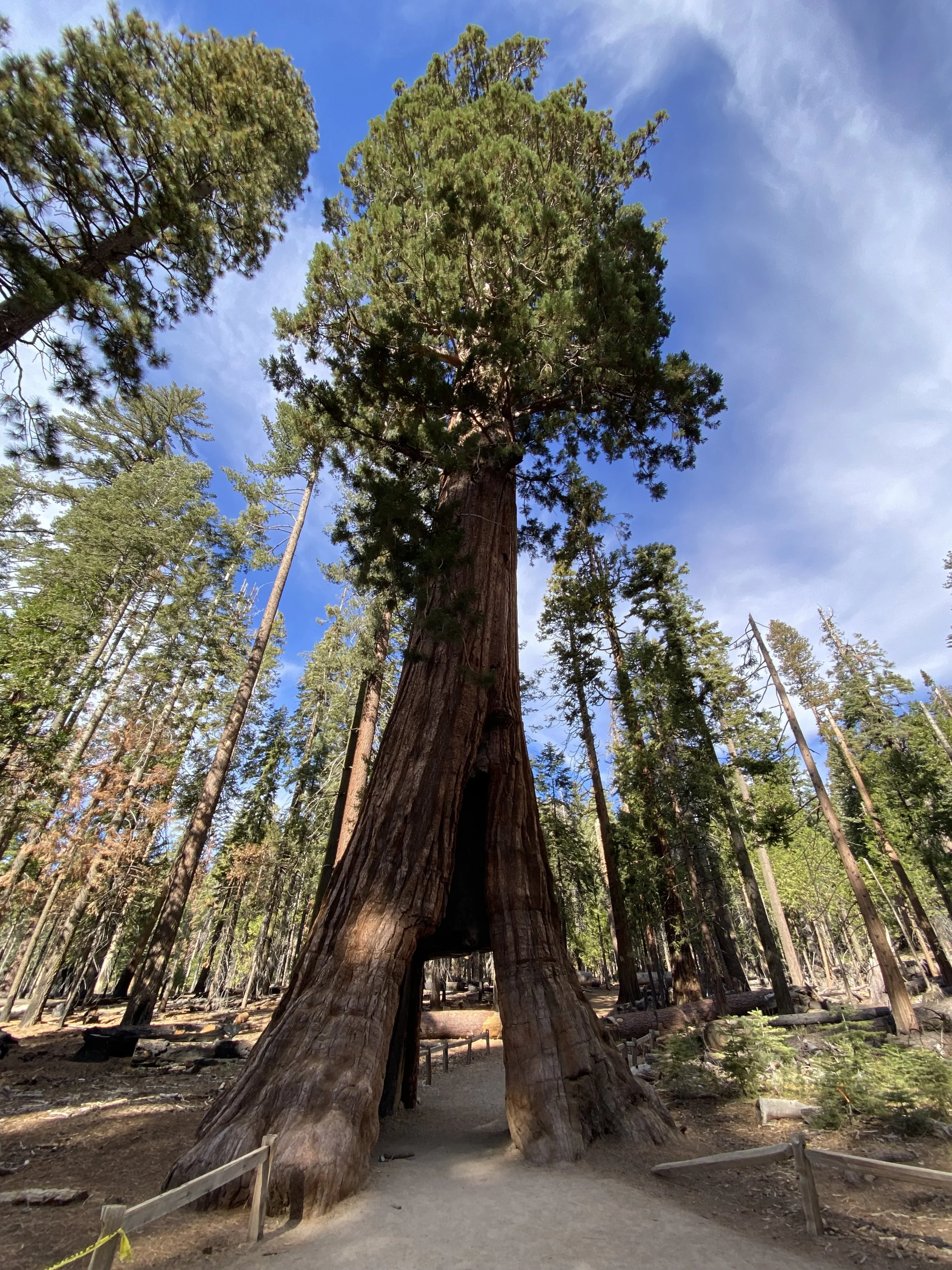 California Tunnel Tree