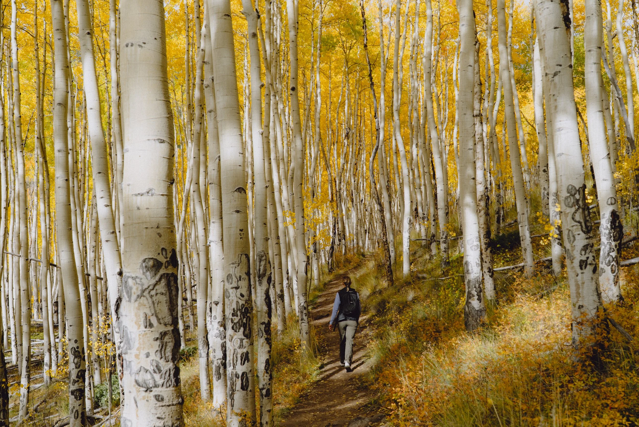 Fall Hiking under a Canopy of Flickering Gold Aspen