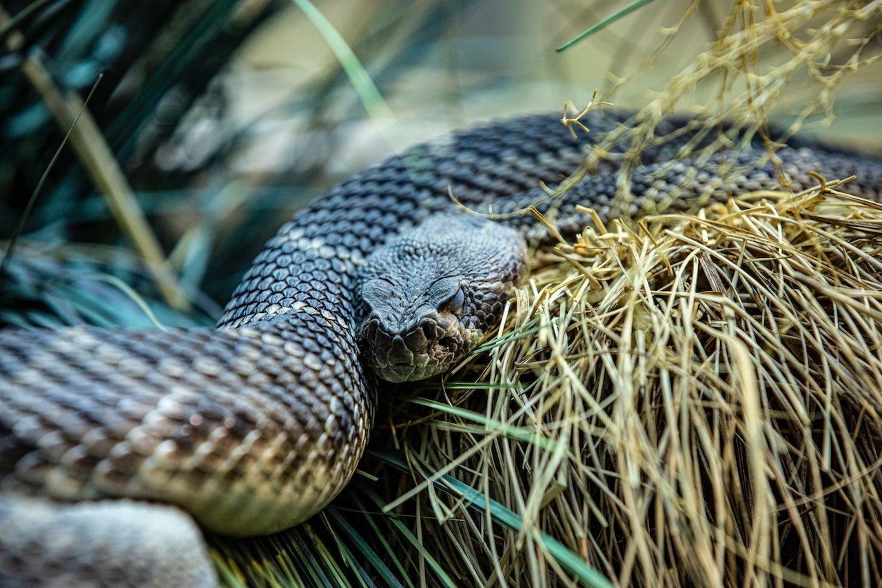 near enemies snake.jpg