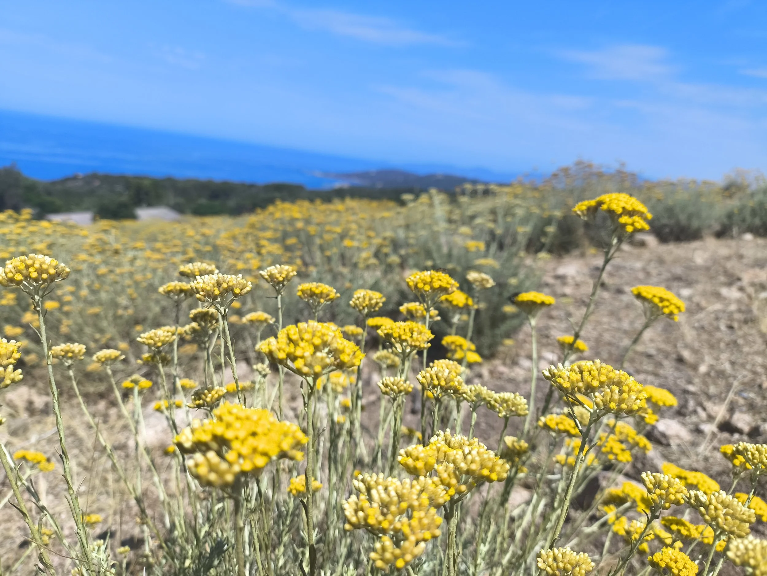 Champs-Immortelle-Corse-Pres.jpg