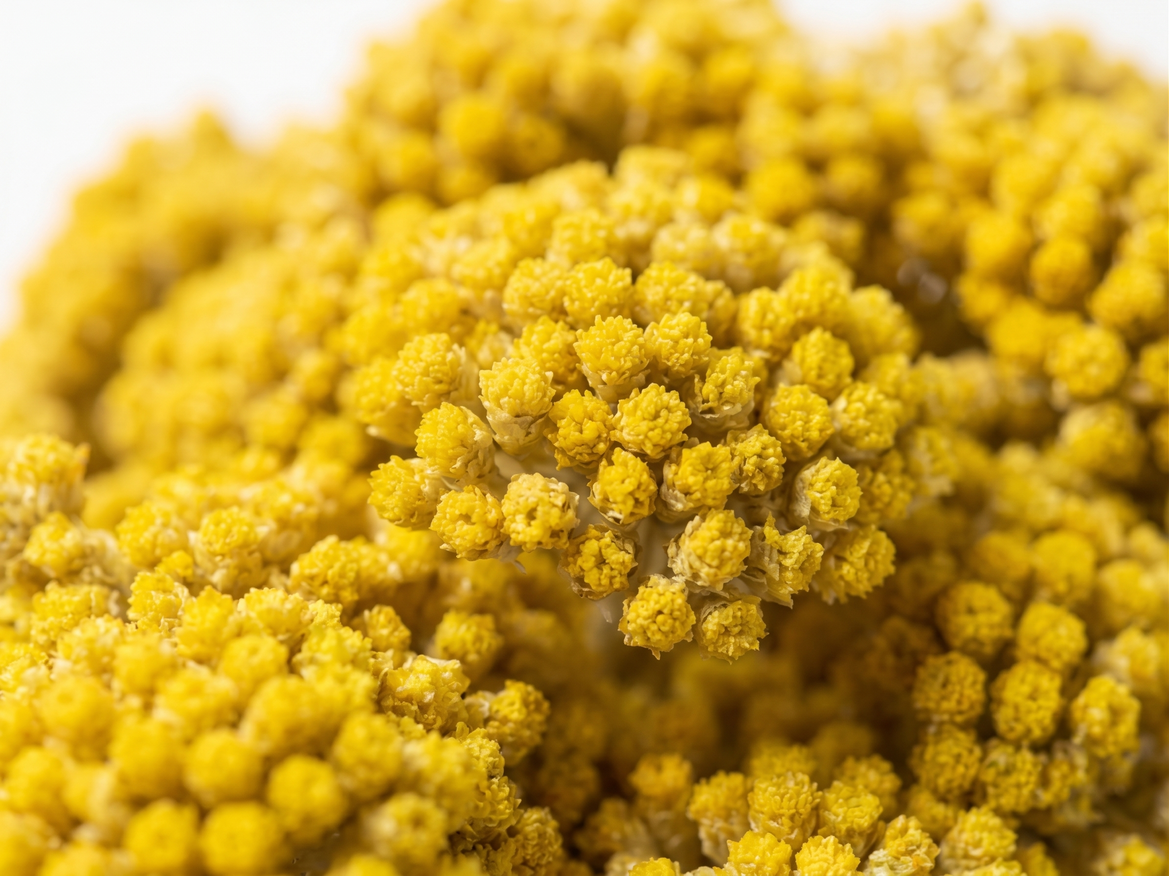 bouquet-immortelle-bio-gros-plan.png