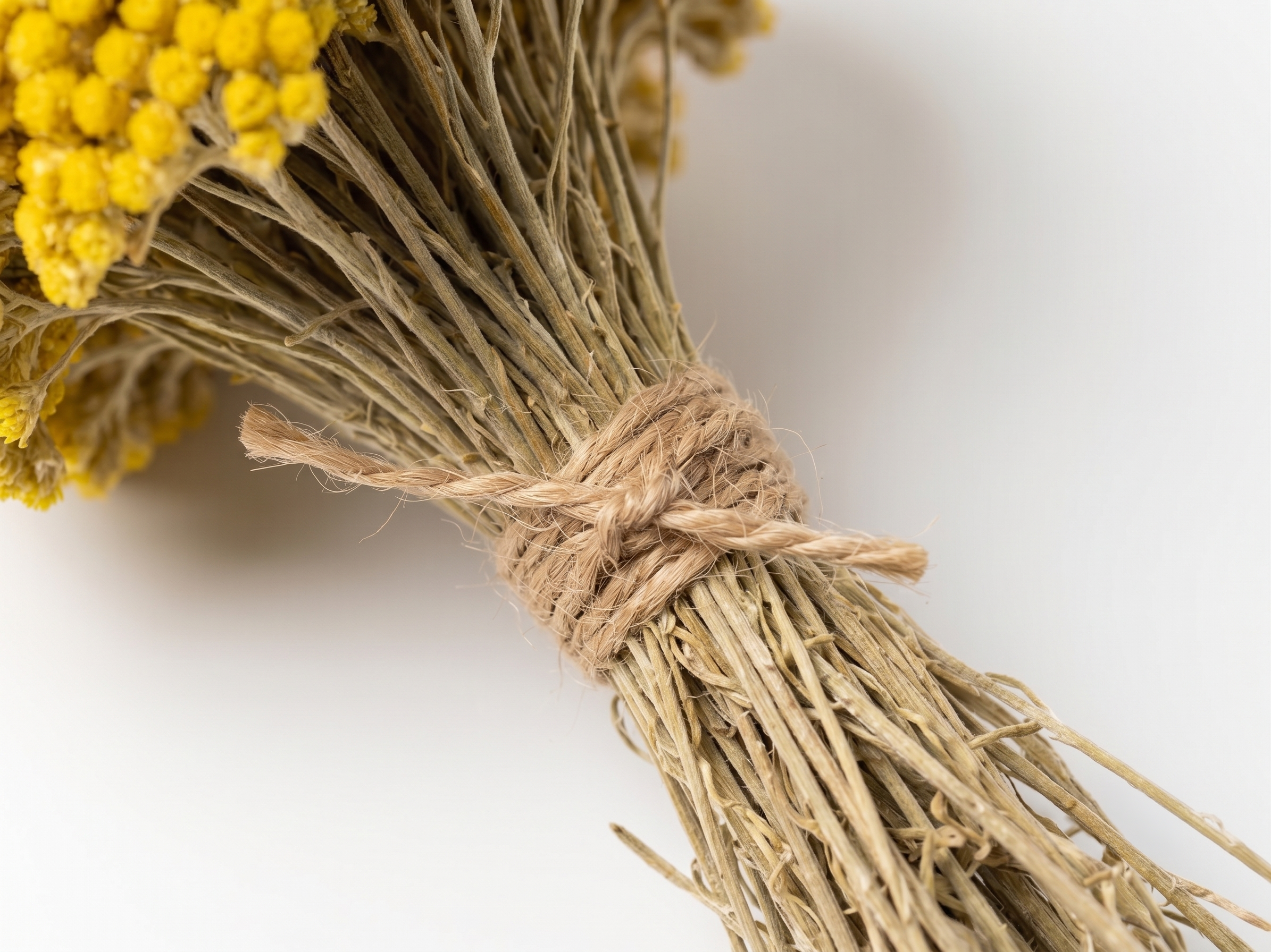 bouquet-immortelle-bio-vue-tiges.png