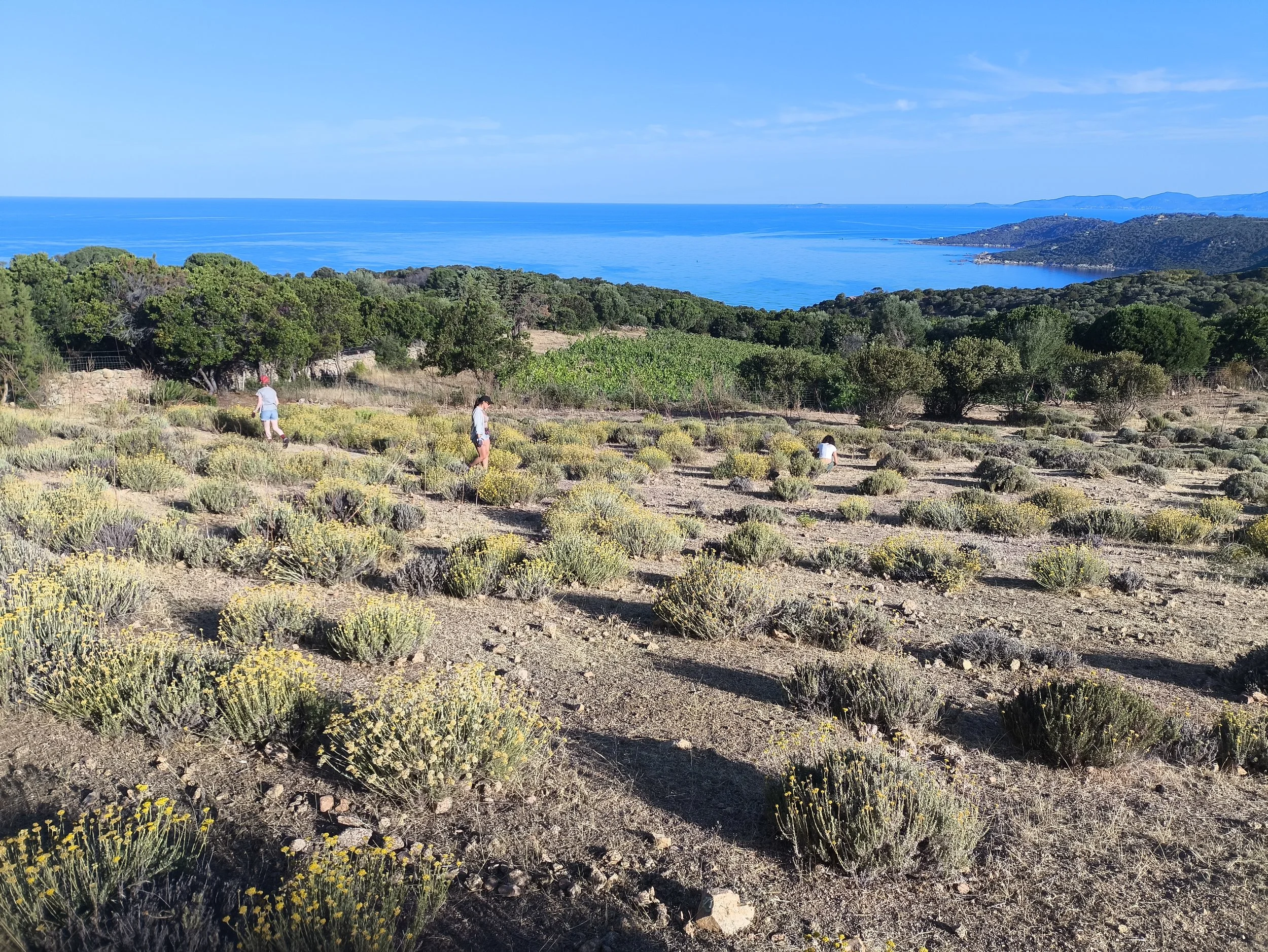 Champs-Immortelle-Corse.jpg