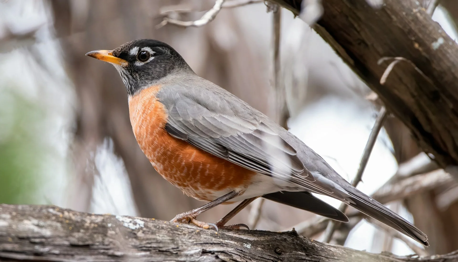 Deep Discount for Festival Passes | Announcing Free Outdoor Summer Movies