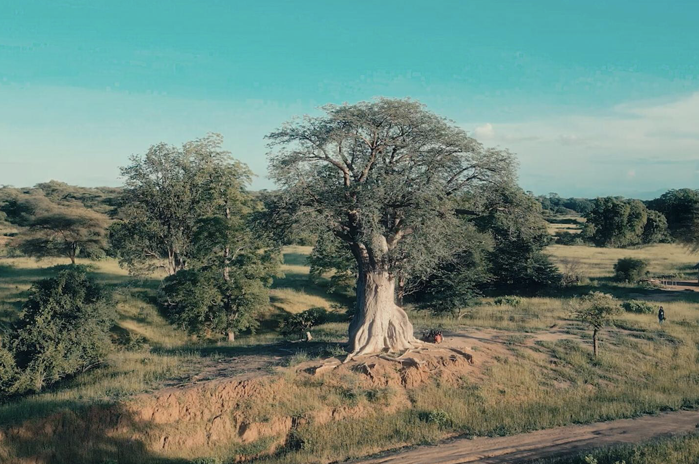 Ubuntu ~ The Baobab Tree Story