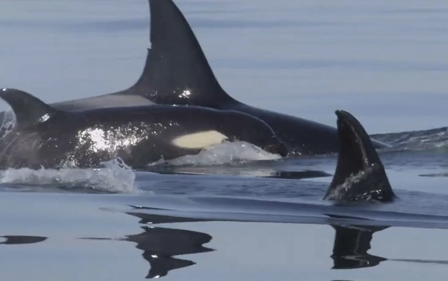 Call of the Orcas