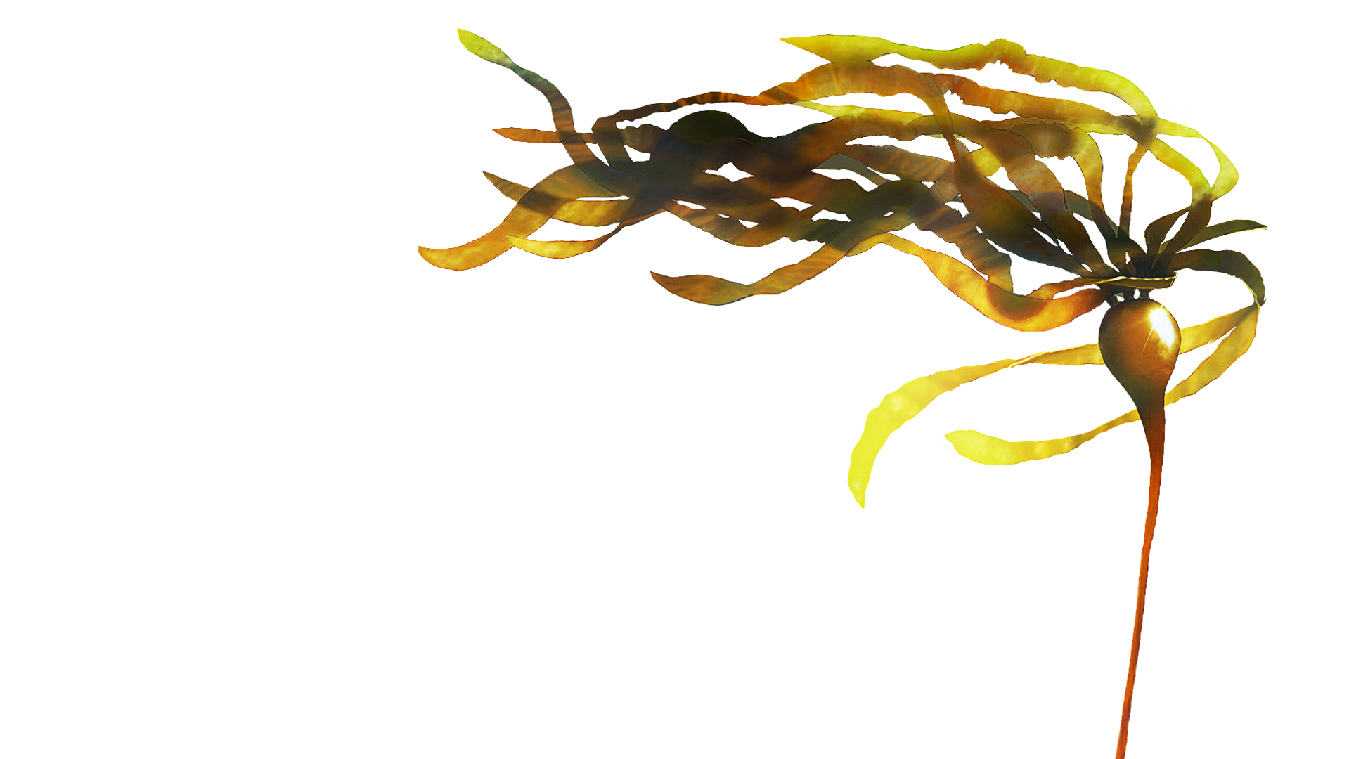 A bunch of brown and green seaweed attached to a long, thin brown stalk.