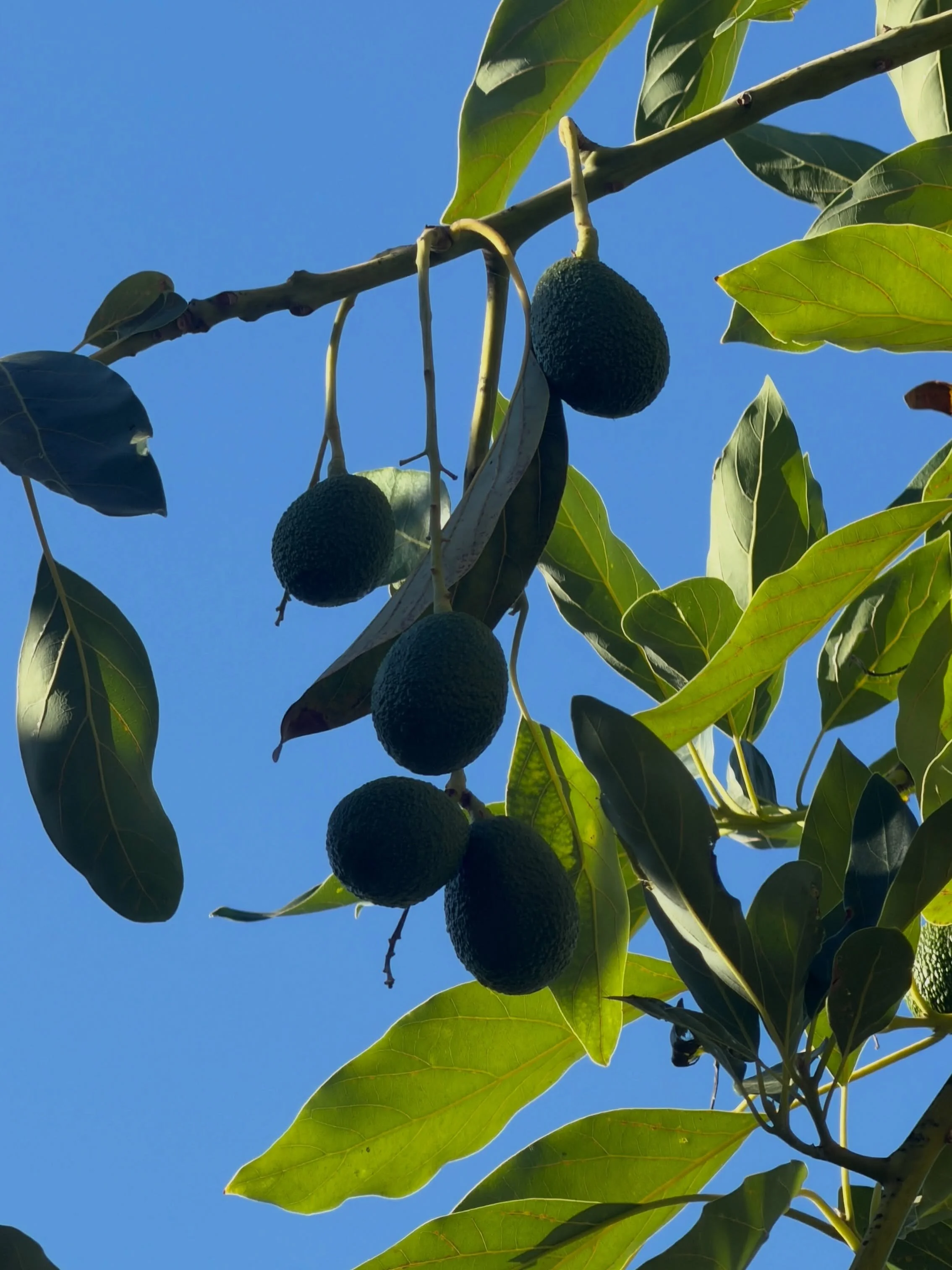 what I&rsquo;m thinking about this summer:

time, and ripening bodies

a shadow self that has returned to play

playing fairies and putting flowers in my hair

memories of my nonno growing tomatoes and basil in his backyard

grown up play-doh

playin