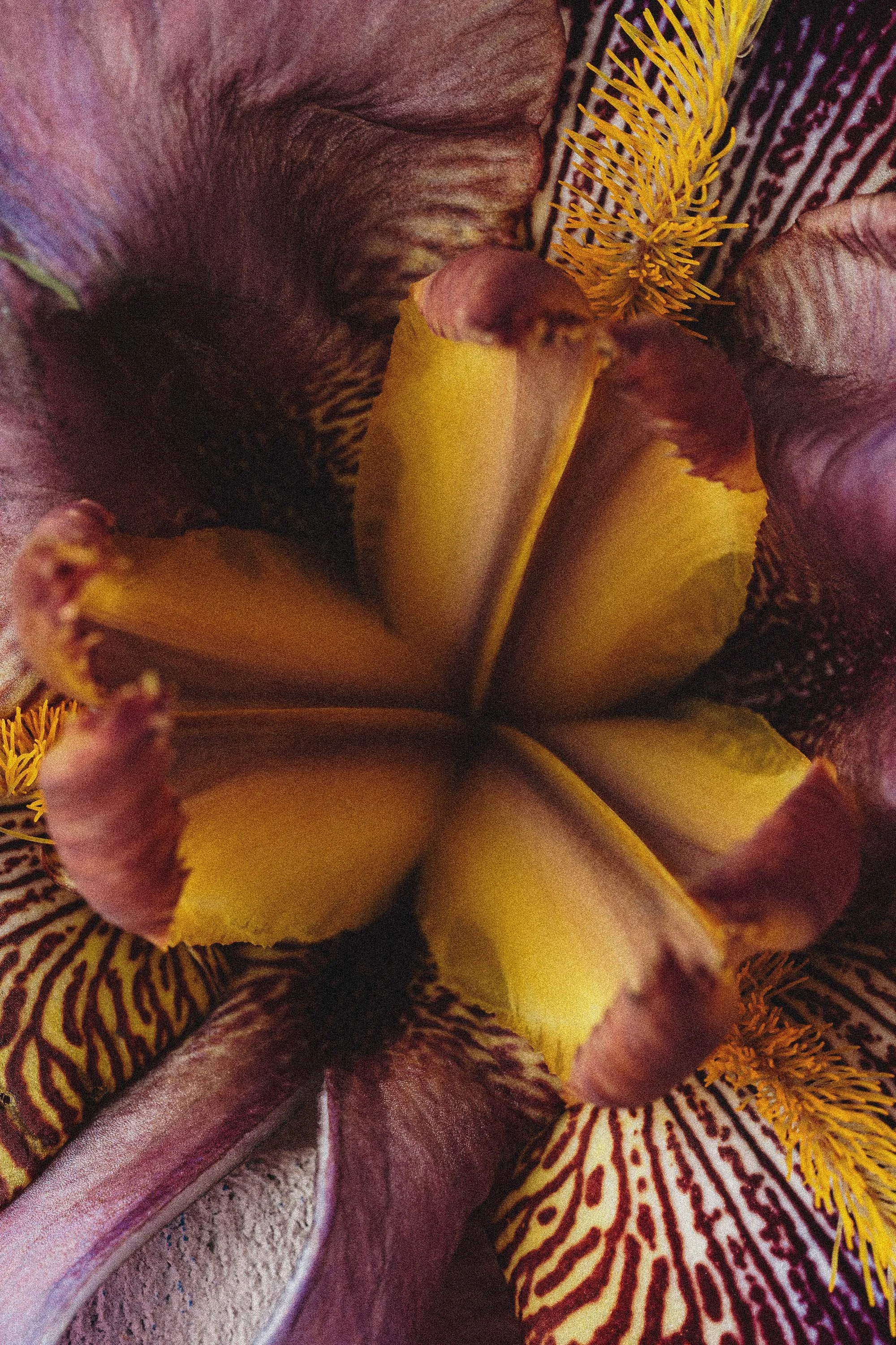 Close-up of a colorful flower, showing yellow petals with reddish edges and prominent stamens with orange filaments and yellow anthers.