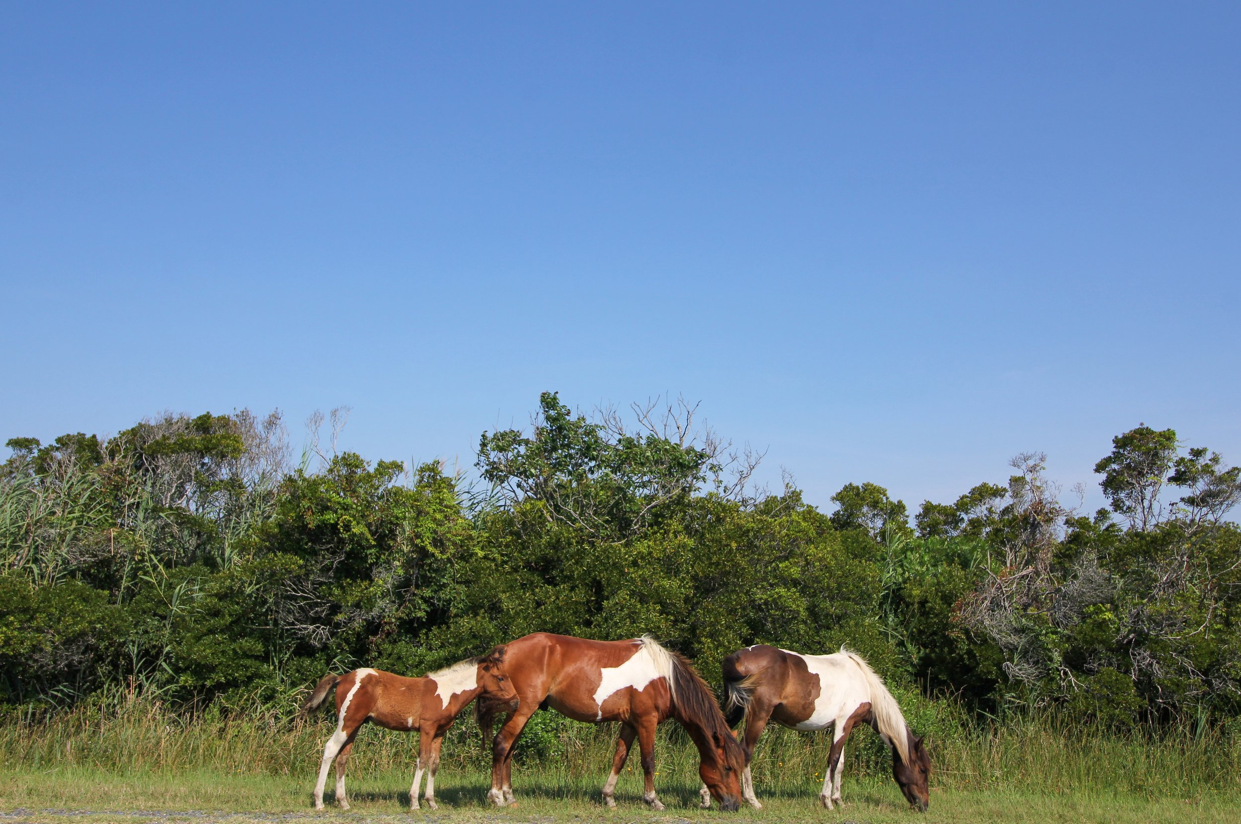 Painted Herd