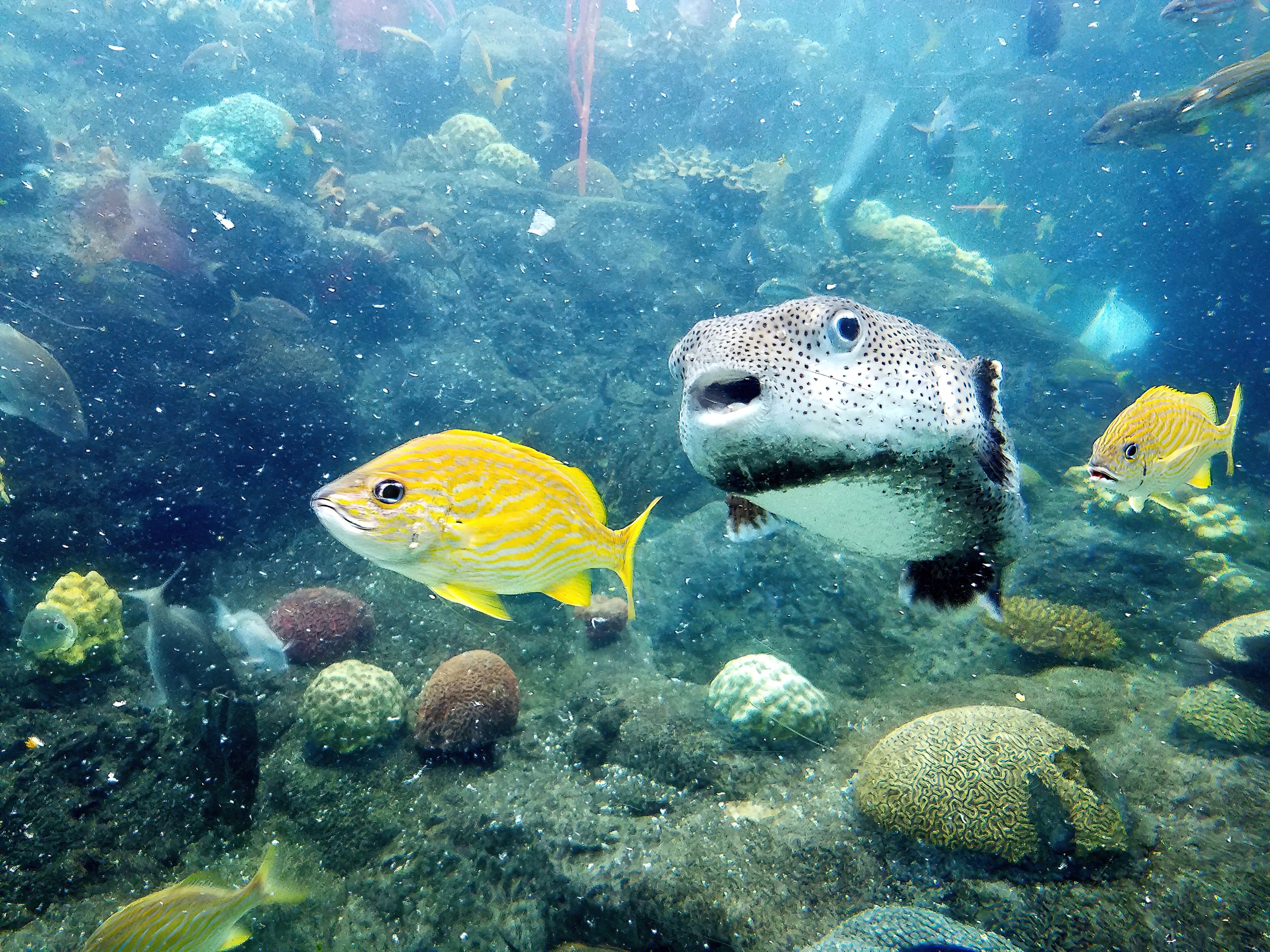 Ocean Life