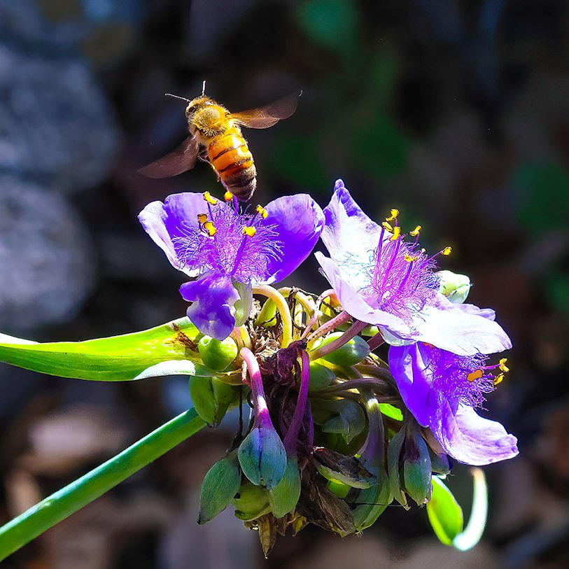 Bee At Work #1