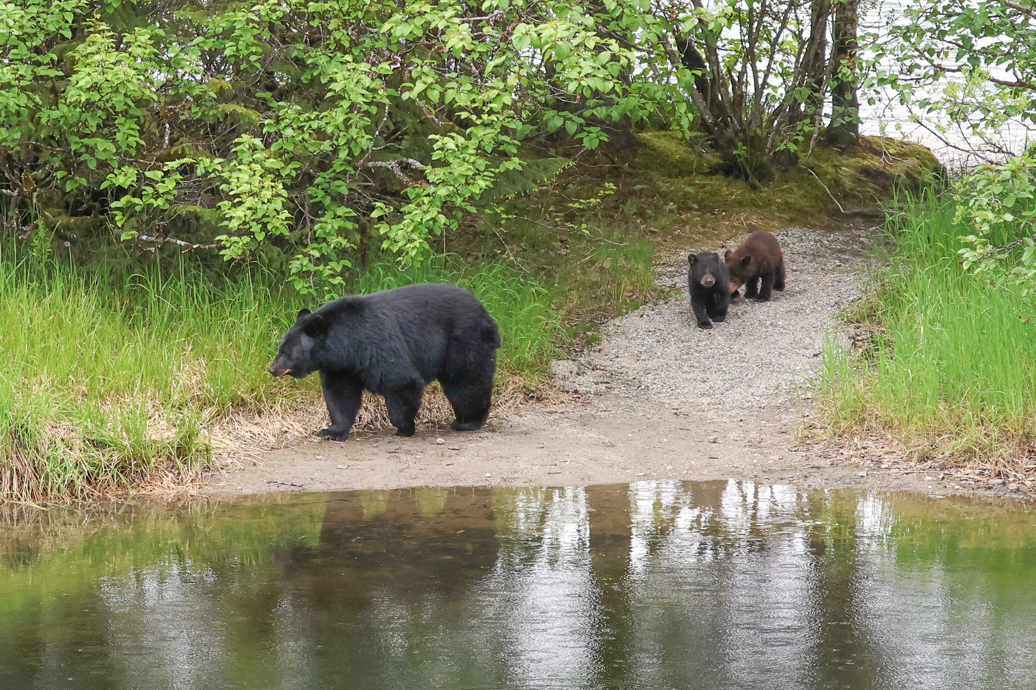 Mama Bear