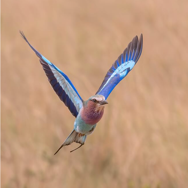 Dick and Emily Axelrod - Photography