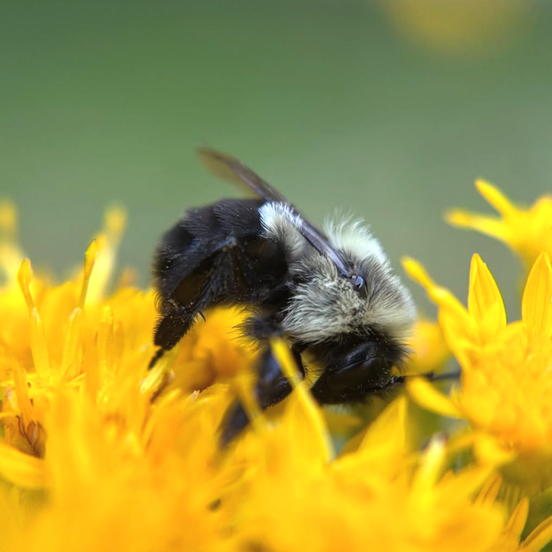 Amanada Nugget - photography