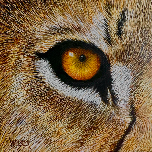 Laurie Walker - Realistic Wildlife Paintings
@ltwalkerartist