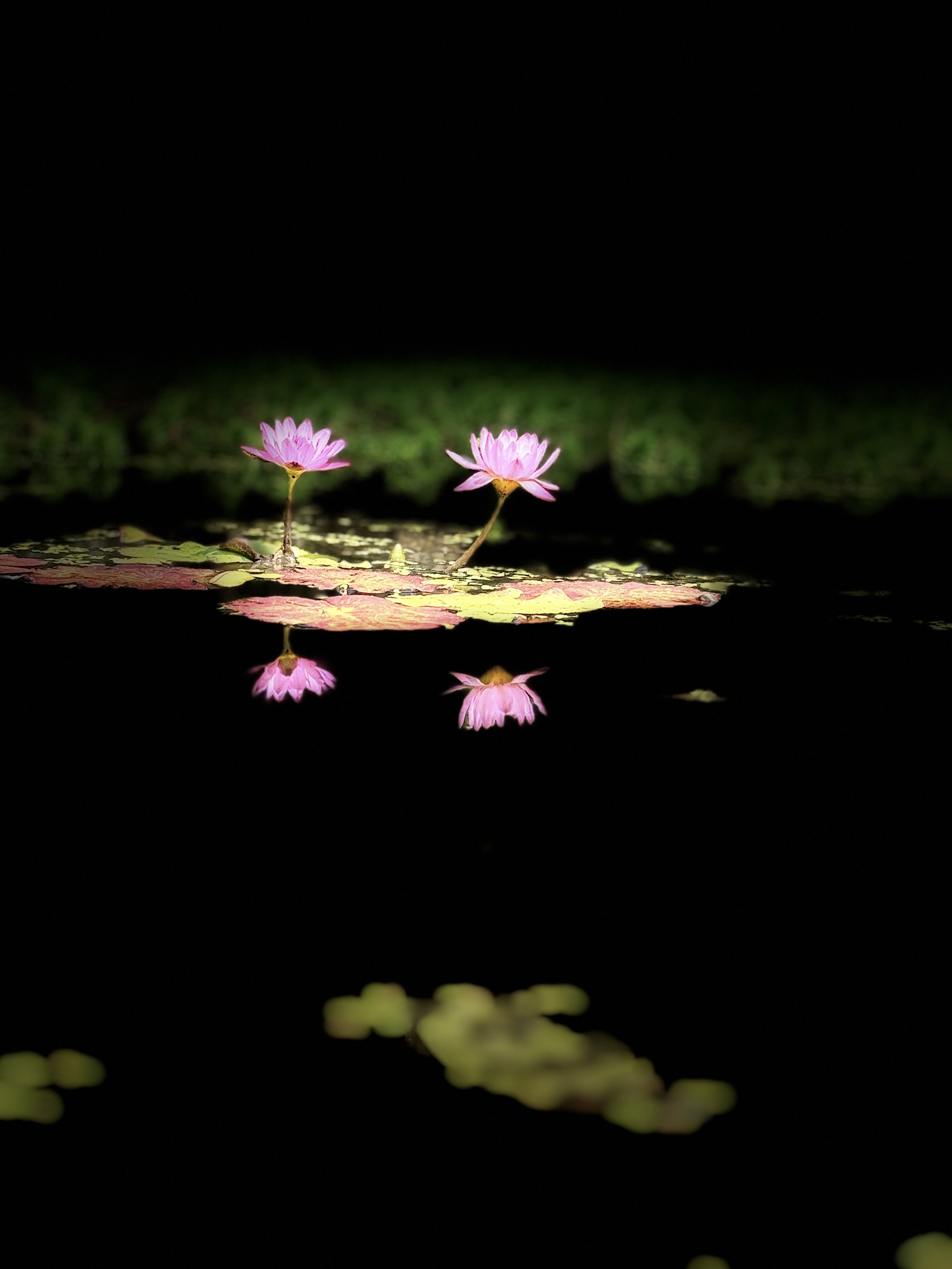 Water lilies _ Garden Flower Photography_ Art by Lyz Kelk.jpg
