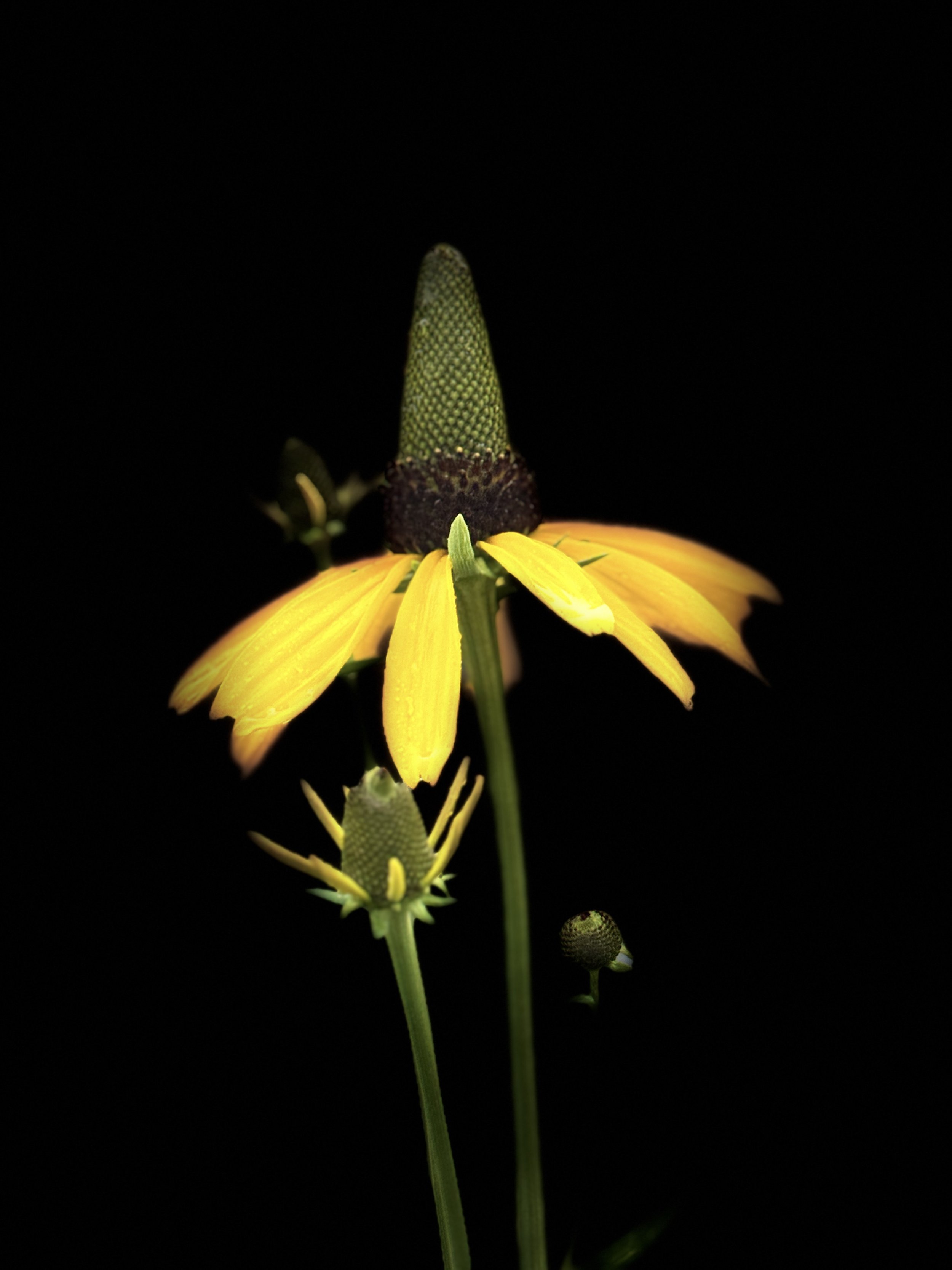 Cone Flower _Brookgreen garden_ Garden Flower Photography_ Art by Lyz Kelk.jpg