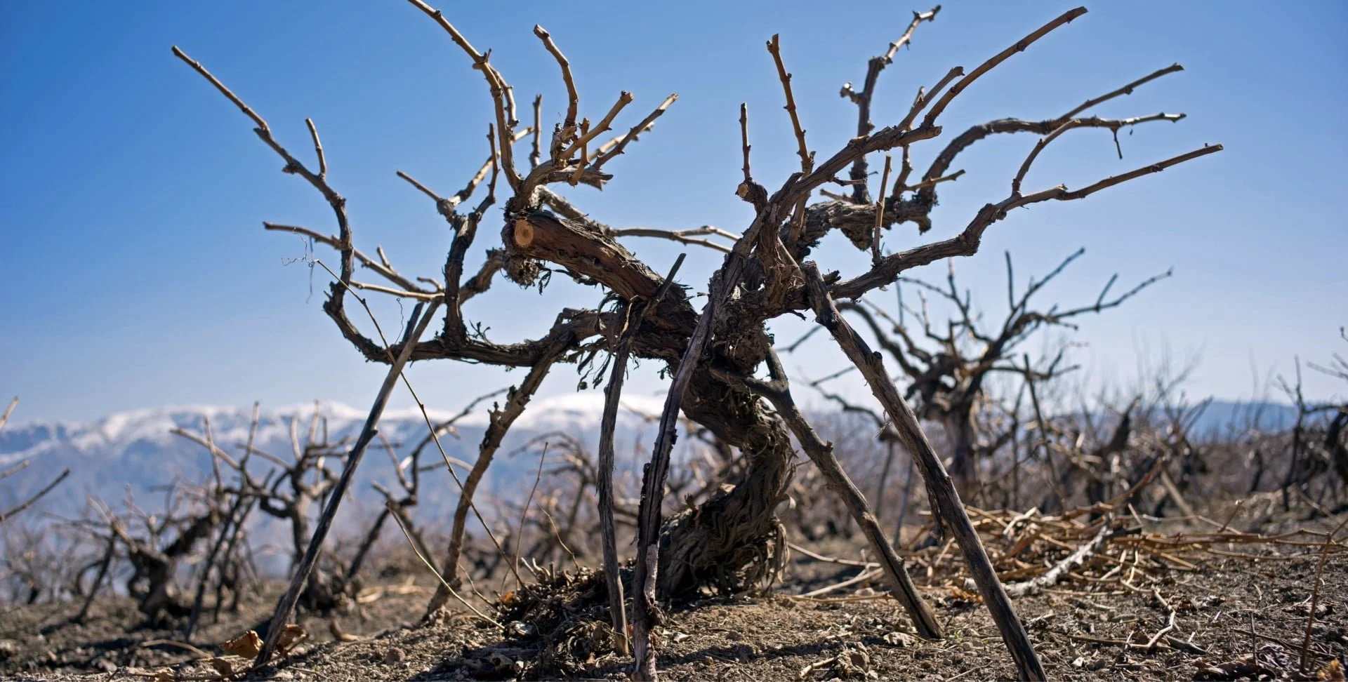 Zorah Wines