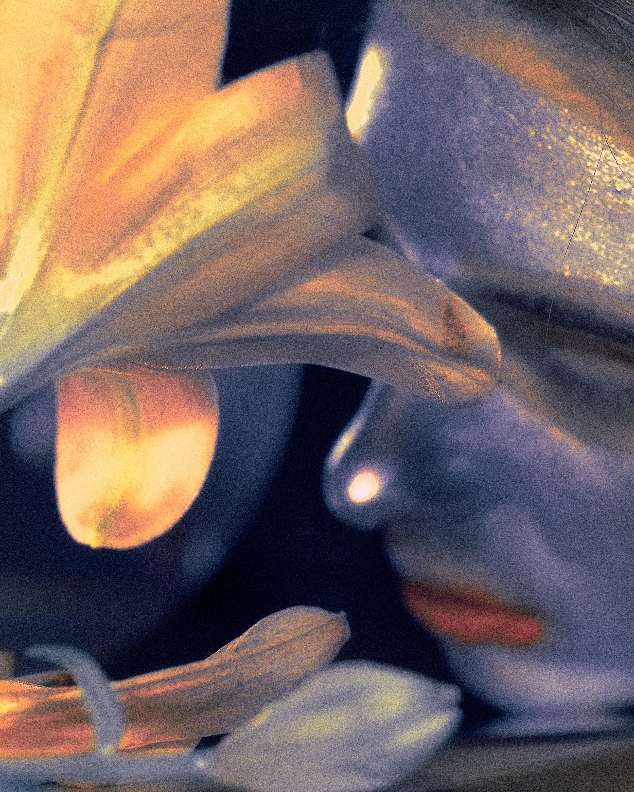 Close-up view of a lily flower with pale yellow and peach petals, showing intricate details and textures.