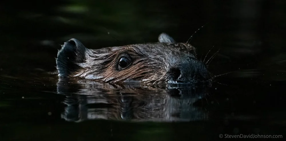  A  beavers emerges at dusk on the North Fork of the Shenandoah 