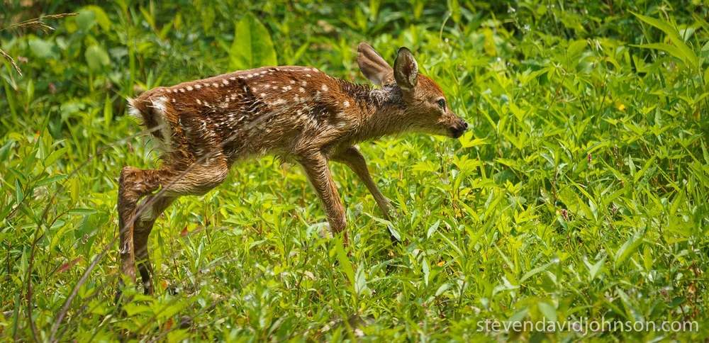  A newborn fawn tests its legs. 