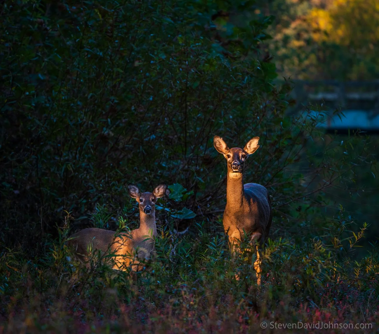  Morning light grazes two white-tailed deer on the banks of the Shenandoah, North Fork. 