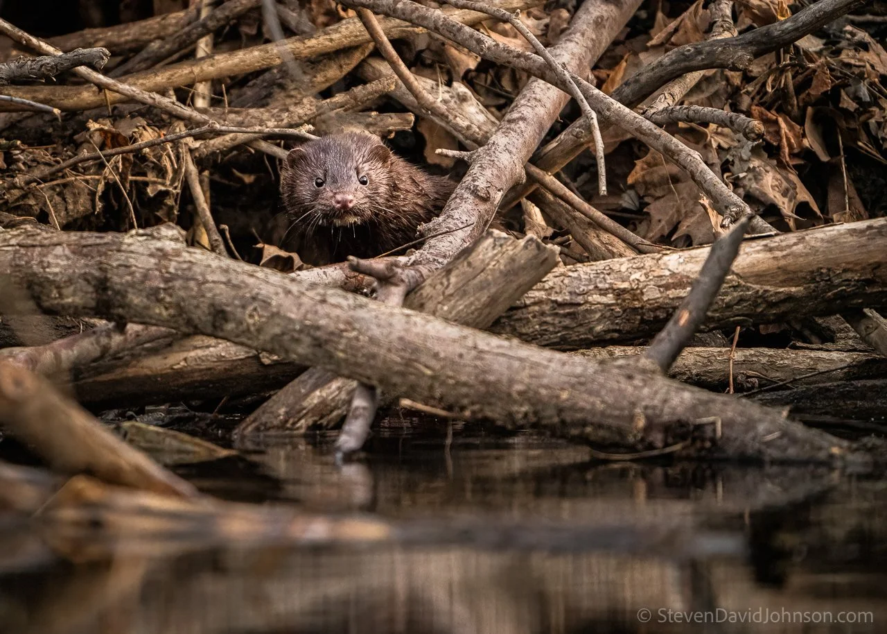 A beaver lodge provides shelter for muskrats and also draws in a curious mink (a potential muskrat predator).