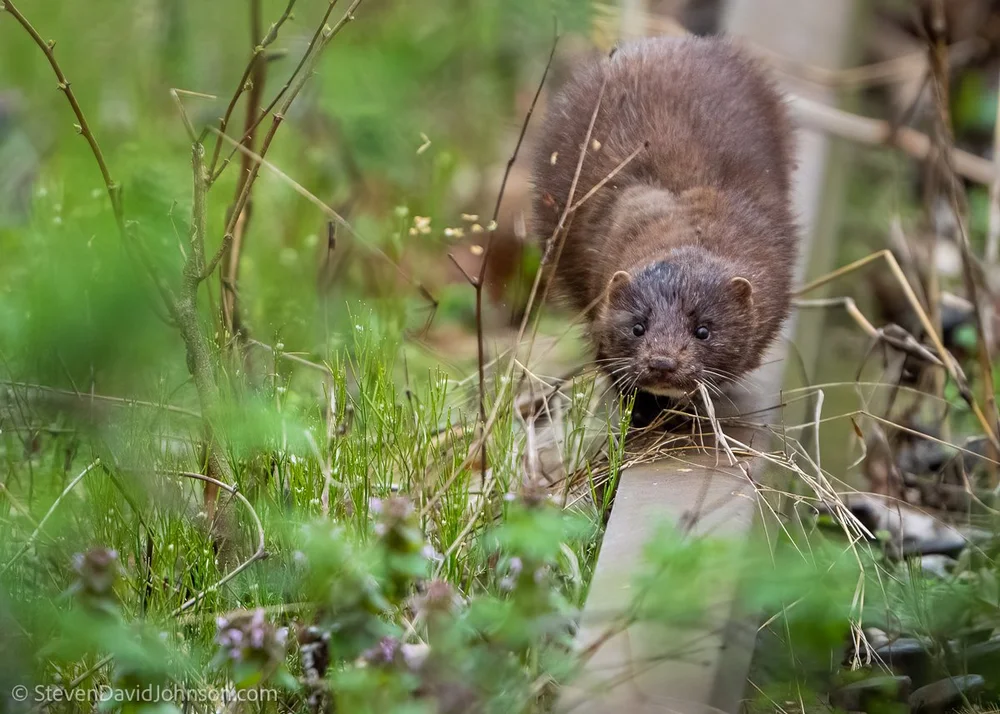  A mink makes its way down an abandoned railroad right-of-way close to the confluence the North Fork of Shenandoah River 