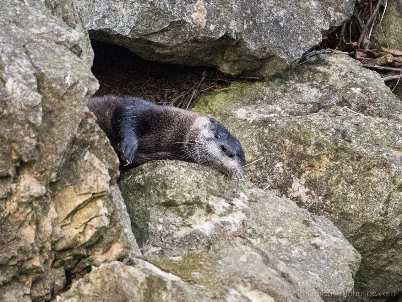 A river otter rests in a rocky hideaway on the Shenandoah.