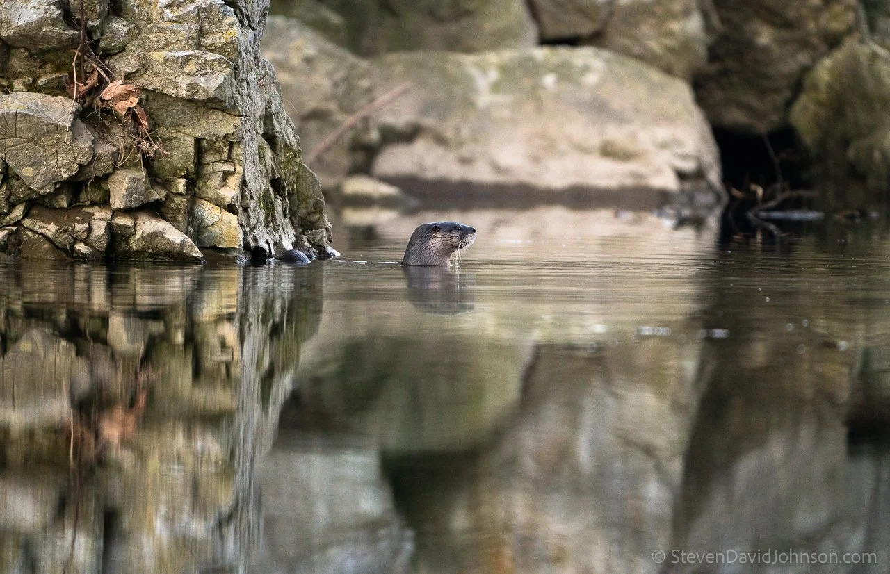 Rocky outcrops seem to be a favorite otter hangout spot on the Shenandoah.
