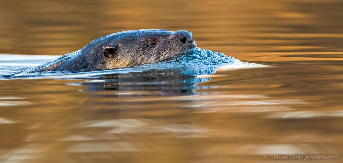 During golden hour, an otter makes it way through the North Fork of the Shenandoah.