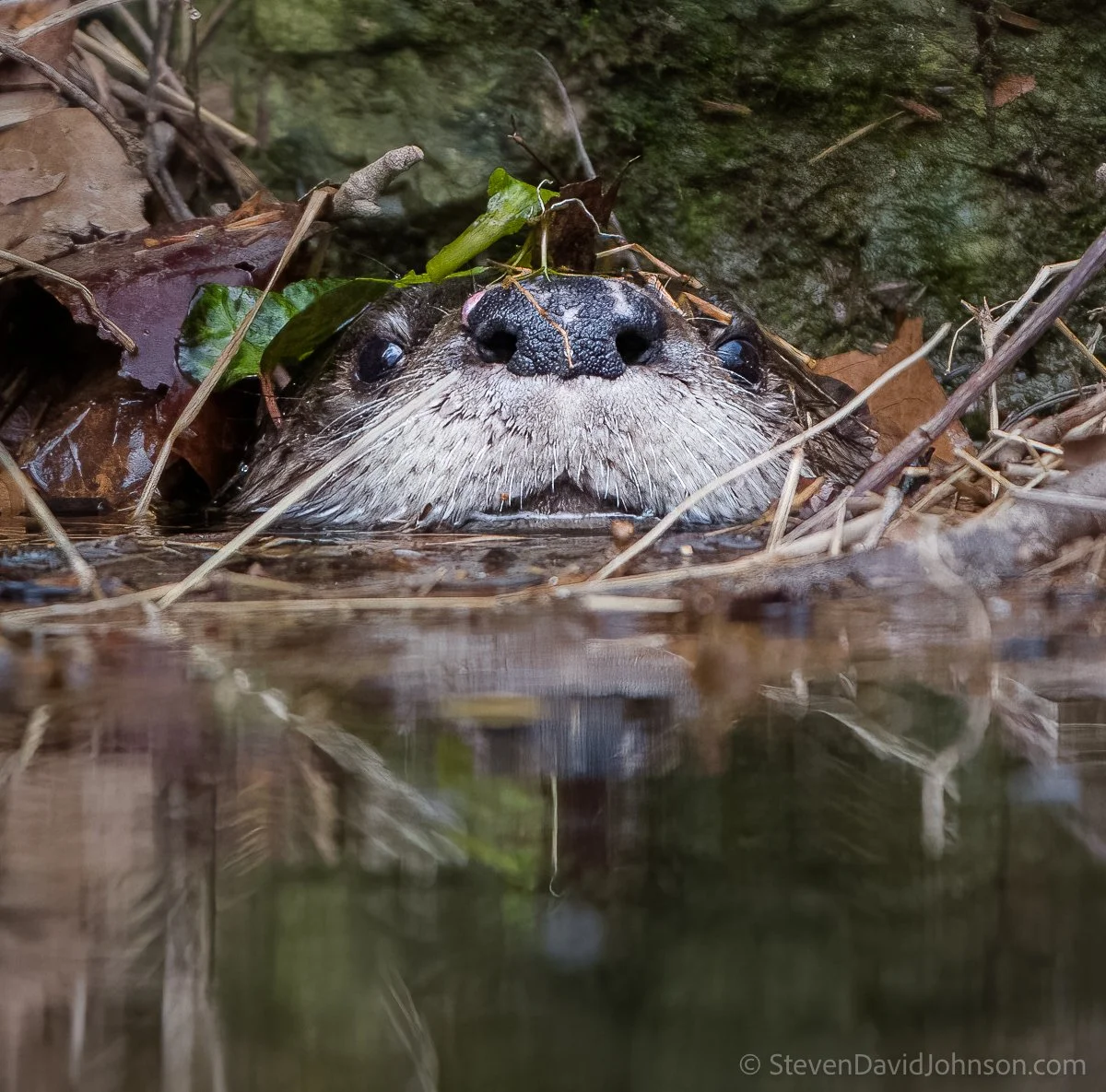 This river otter periodically periscoped up through the leaves to keep and eye on me.