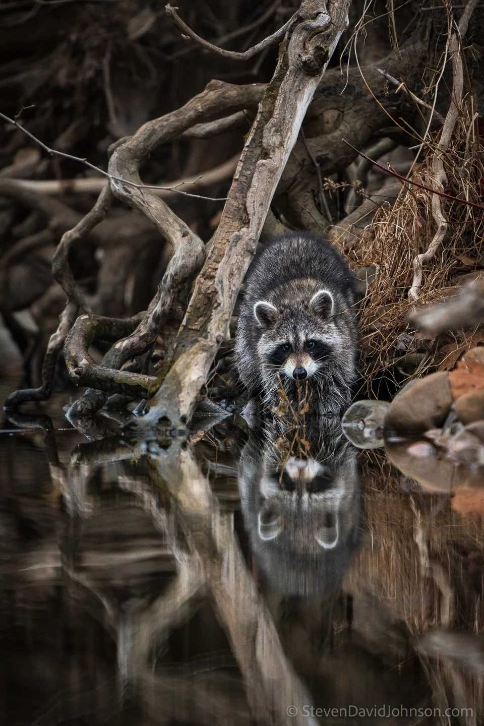  An adult racoon reflected in the North Fork of the Shenandoah 